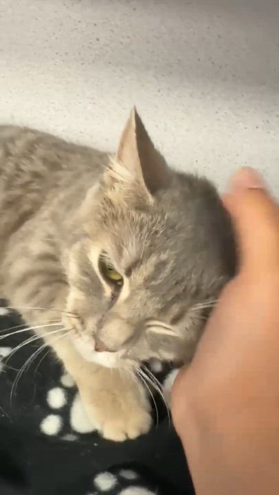 Enlarge Fluffy is... well our fluffy lover angel! SEE VIDEO for this therapy sweet doll!, an adopted mixed breed in Bedford Hills, NY video 4/6