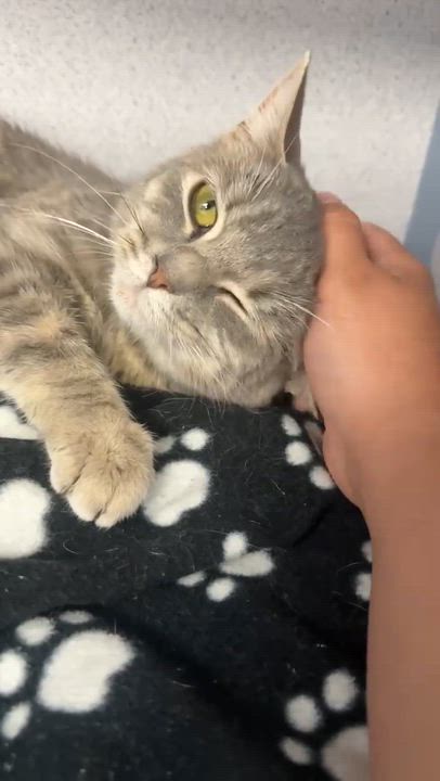 Enlarge Fluffy is... well our fluffy lover angel! SEE VIDEO for this therapy sweet doll!, an adopted mixed breed in Bedford Hills, NY video 2/6