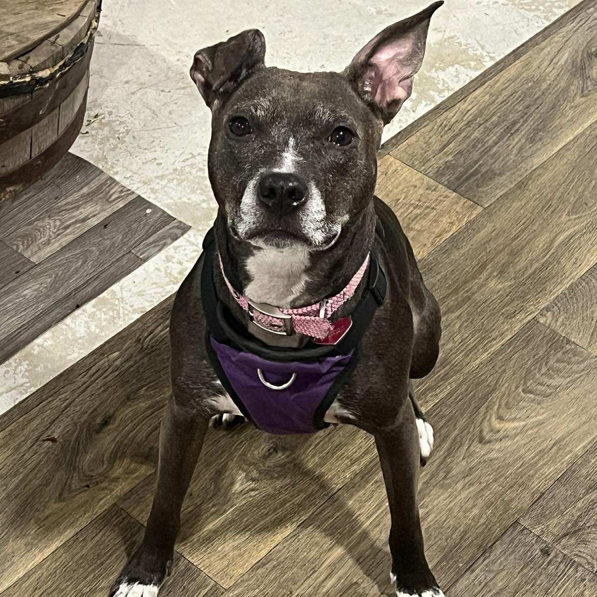 Winnie, a Adoptable mixed breed in Rochester, NY image 1/6