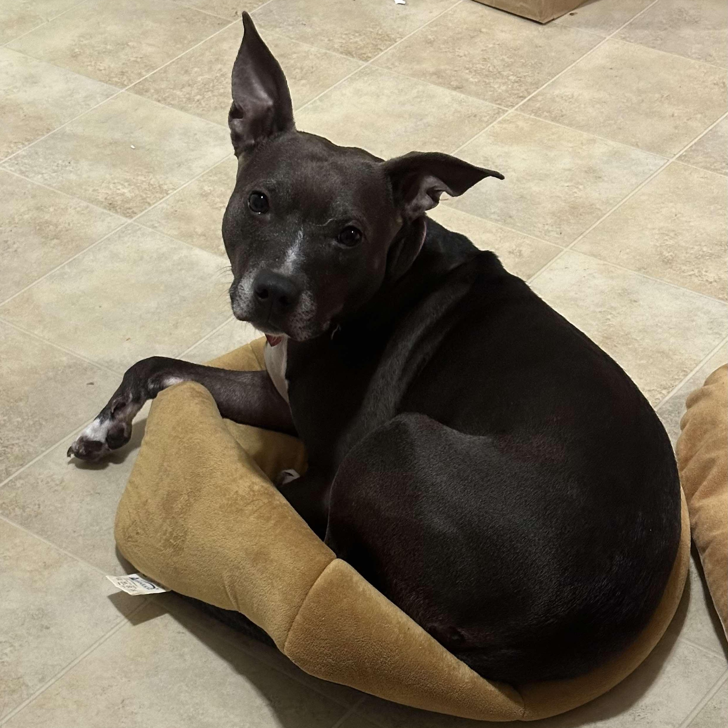 Winnie, an adoptable Mixed Breed, Pit Bull Terrier in Rochester, NY, 14624 | Photo Image 2