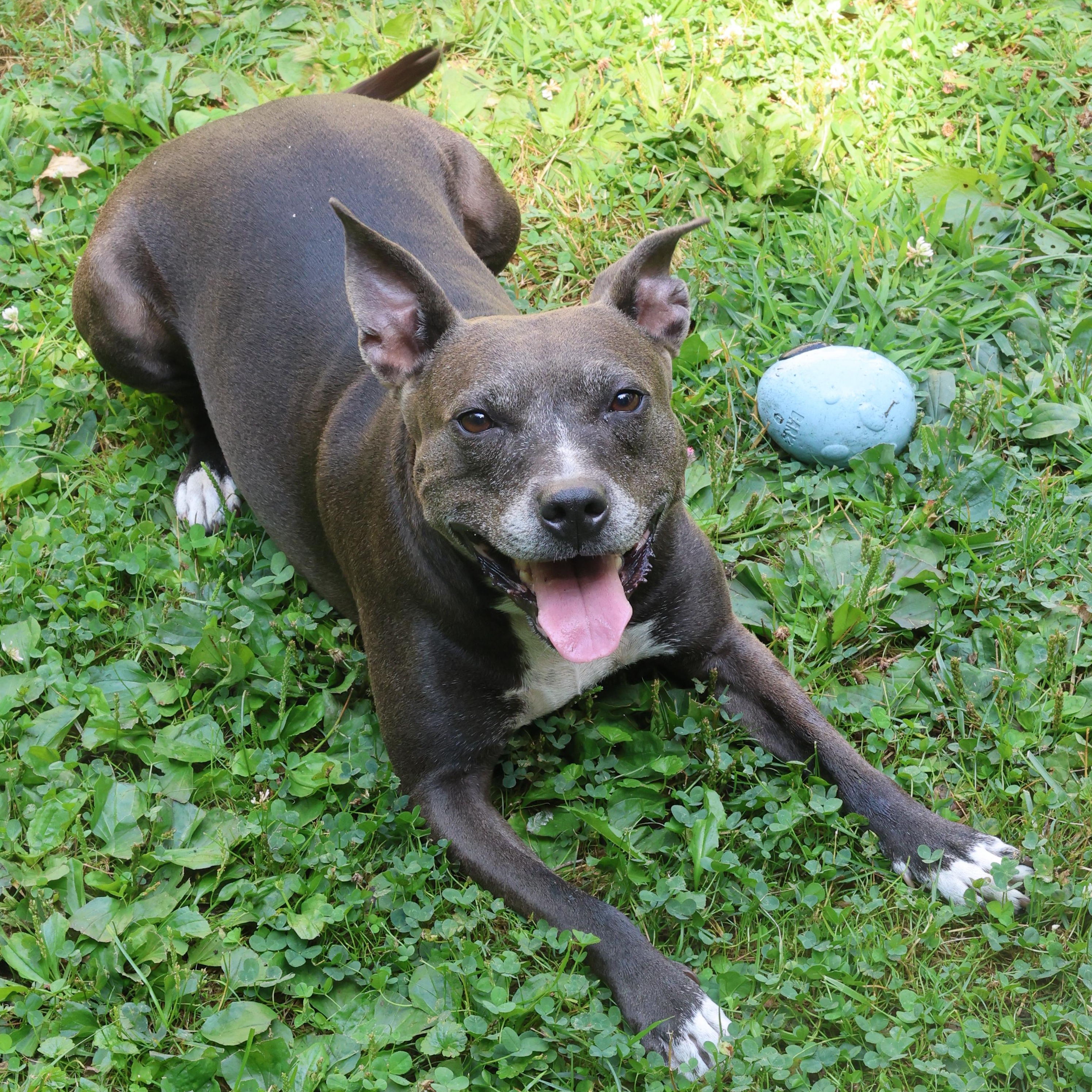 Winnie, an adoptable Mixed Breed, Pit Bull Terrier in Rochester, NY, 14624 | Photo Image 1
