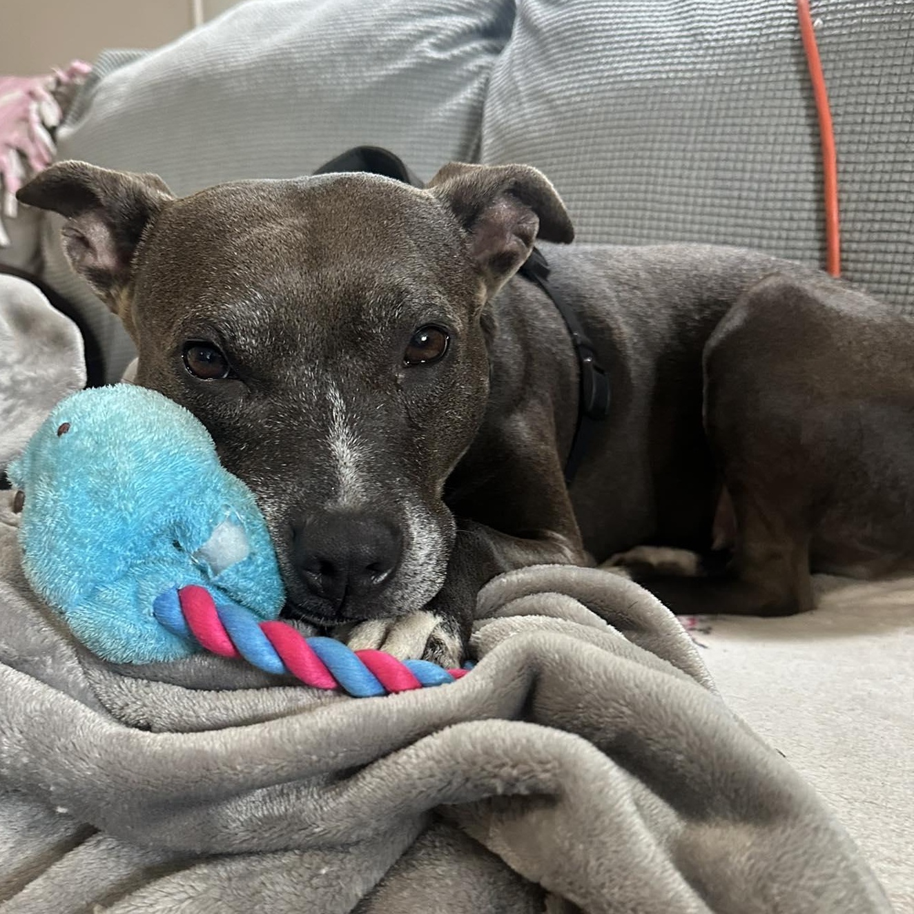Winnie, an adoptable Mixed Breed, Pit Bull Terrier in Rochester, NY, 14624 | Photo Image 5