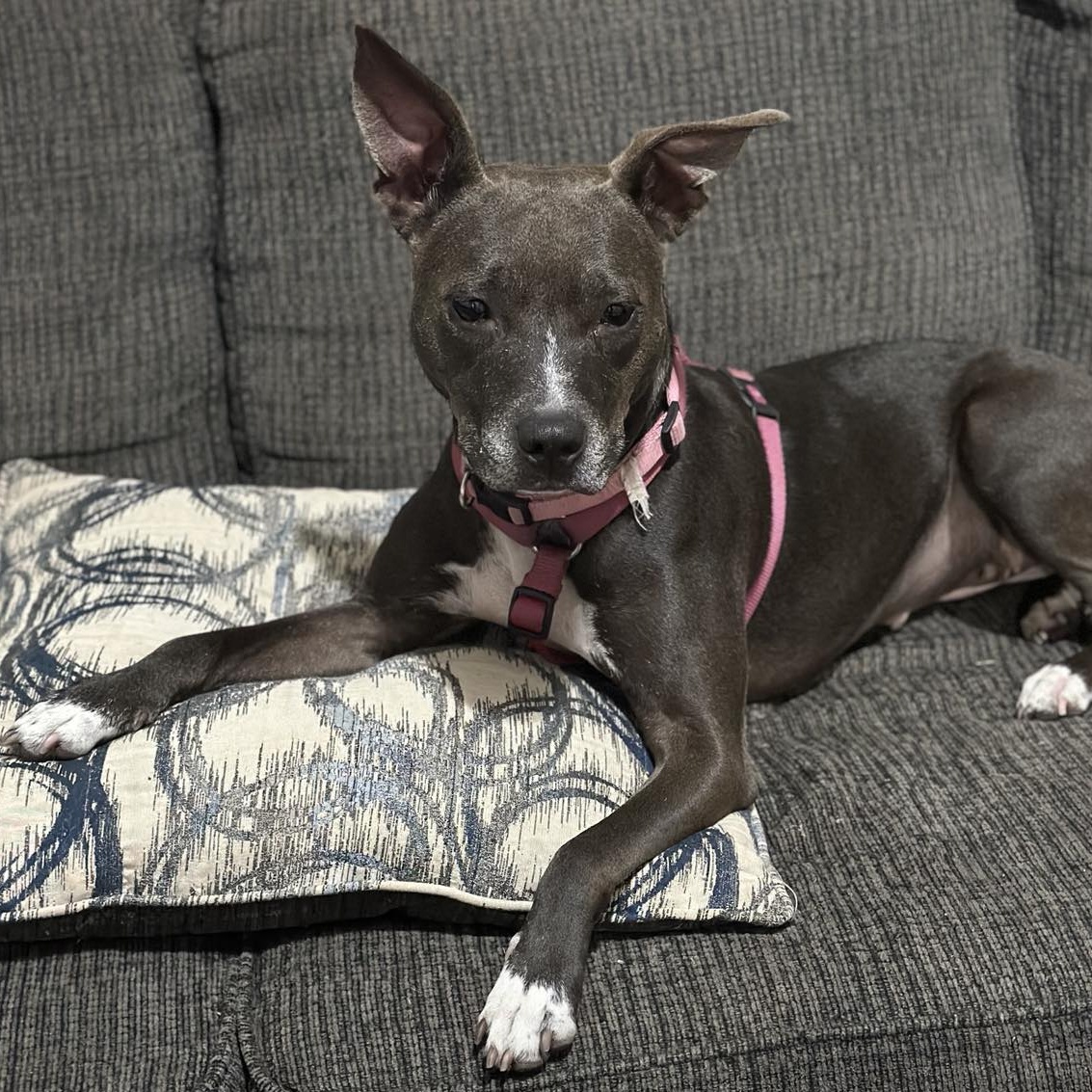 Winnie, an adoptable Mixed Breed, Pit Bull Terrier in Rochester, NY, 14624 | Photo Image 3
