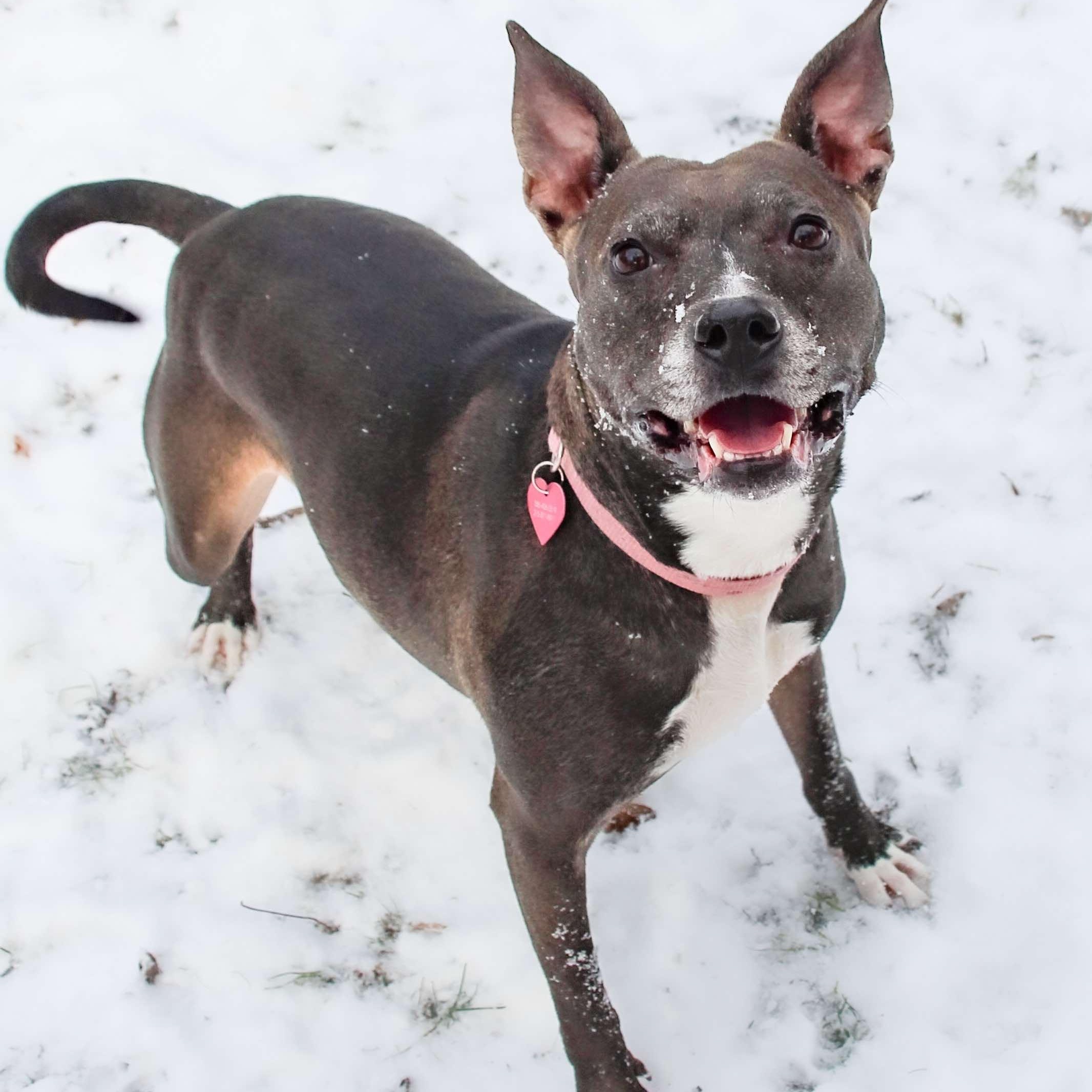 Winnie, an adoptable Mixed Breed, Pit Bull Terrier in Rochester, NY, 14624 | Photo Image 1