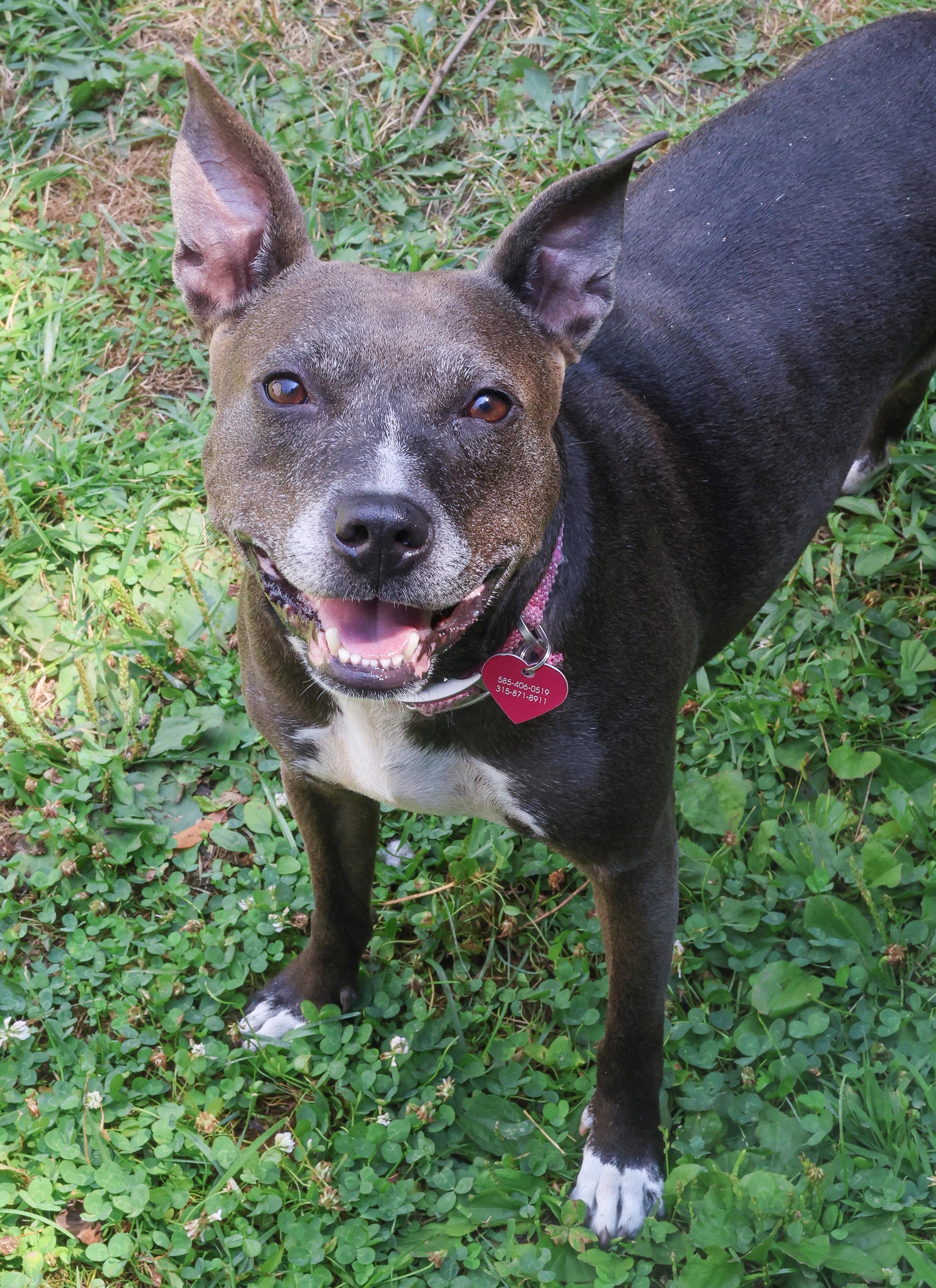 Winnie, an adoptable Mixed Breed, Pit Bull Terrier in Rochester, NY, 14624 | Photo Image 2
