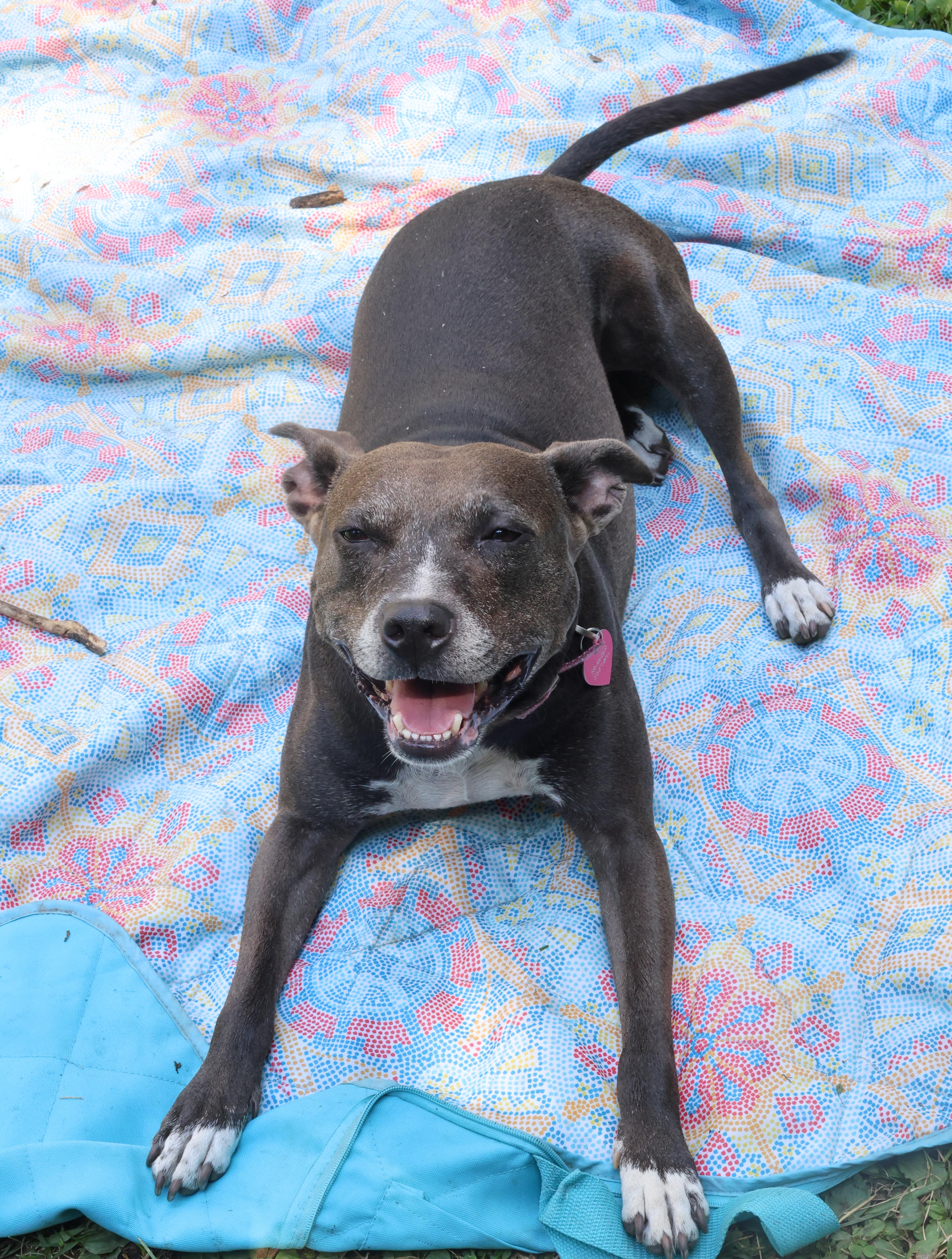 Winnie, an adoptable Mixed Breed, Pit Bull Terrier in Rochester, NY, 14624 | Photo Image 4
