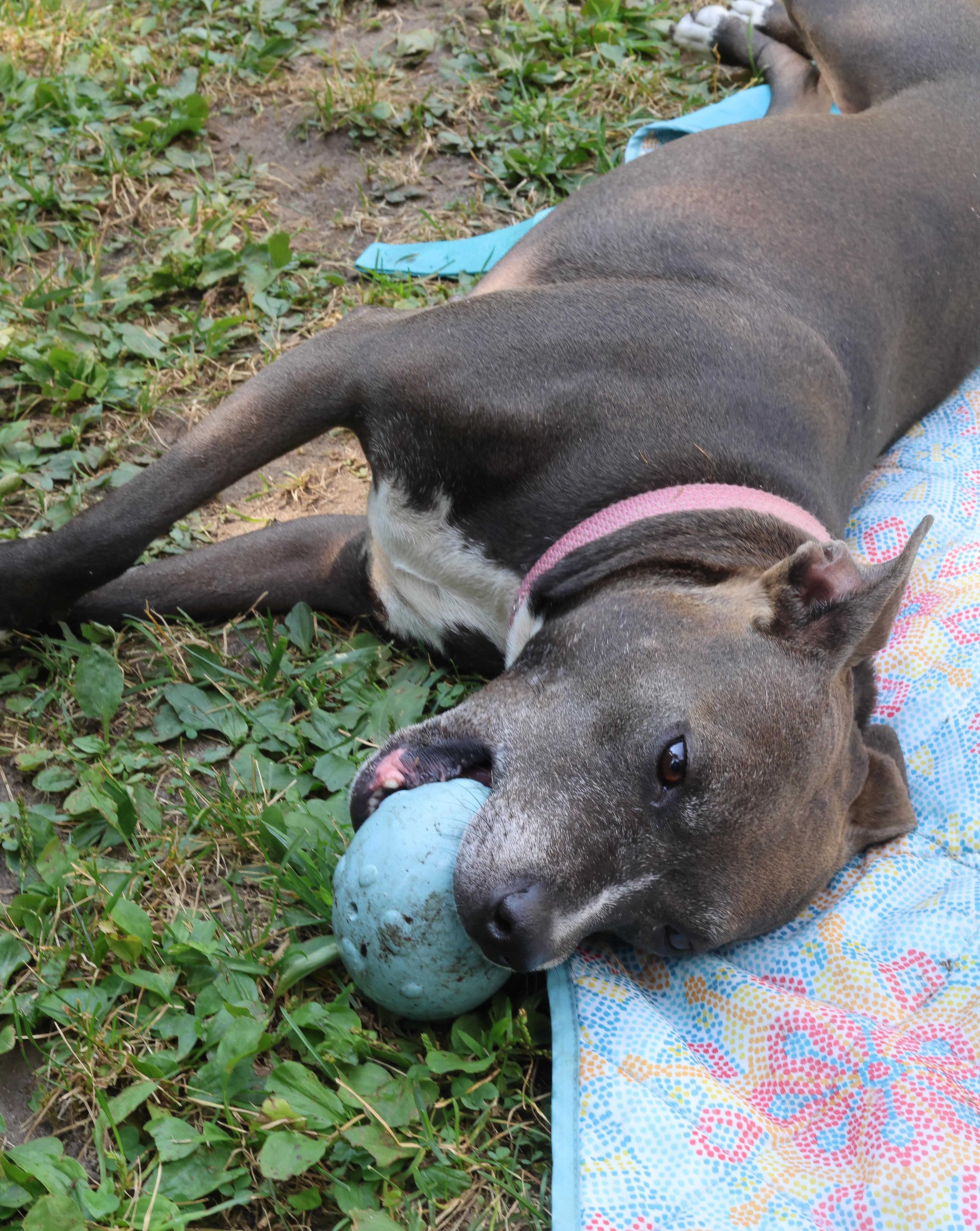 Winnie, an adoptable Mixed Breed, Pit Bull Terrier in Rochester, NY, 14624 | Photo Image 5
