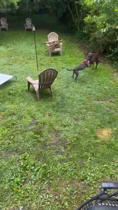 Enlarge Winnie, a Adoptable mixed breed in Rochester, NY video 5/6