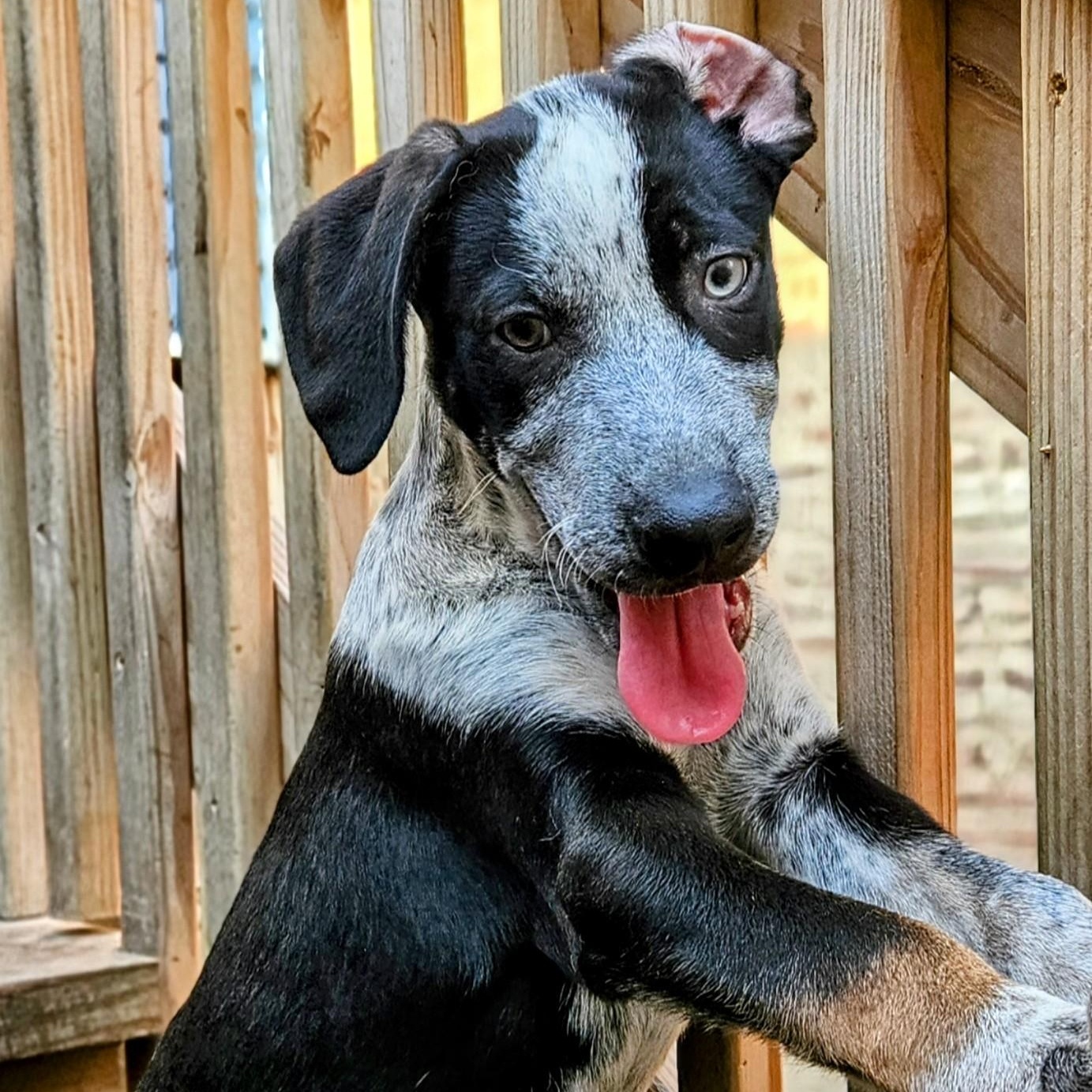 Enlarge Silver (ADOPTED!), a Adoptable mixed breed in Chicago, IL image 6/6