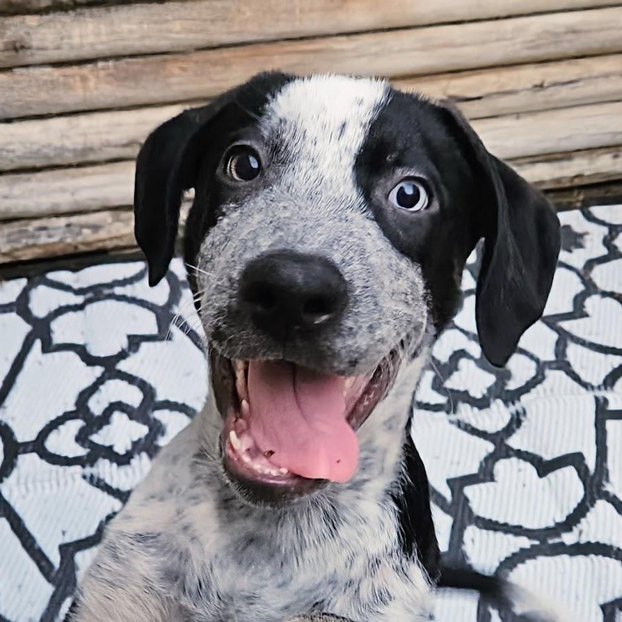 Silver (ADOPTED!)