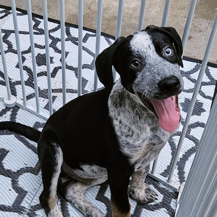 Enlarge Silver (ADOPTED!), a Adoptable mixed breed in Chicago, IL image 5/6