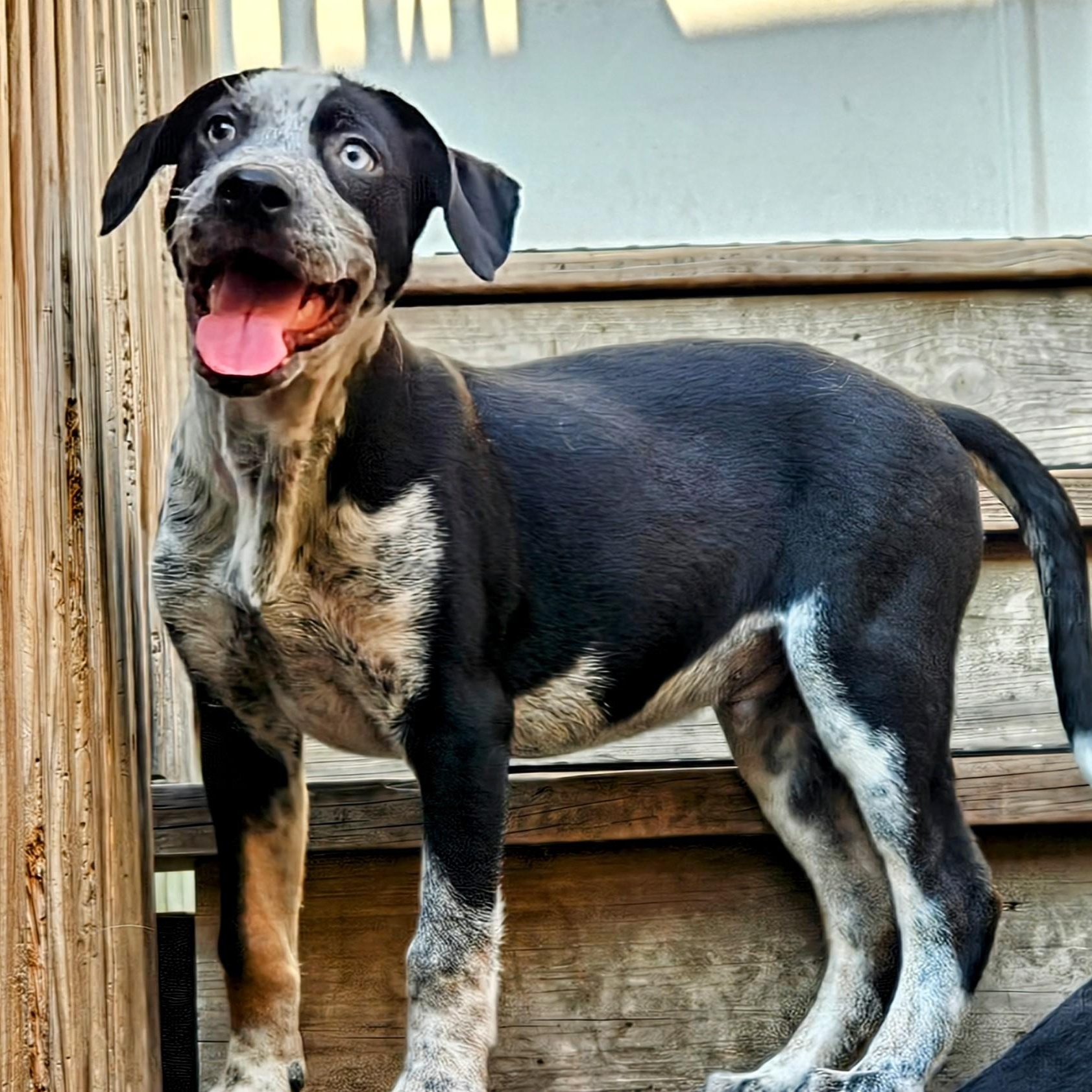Silver (ADOPTED!)