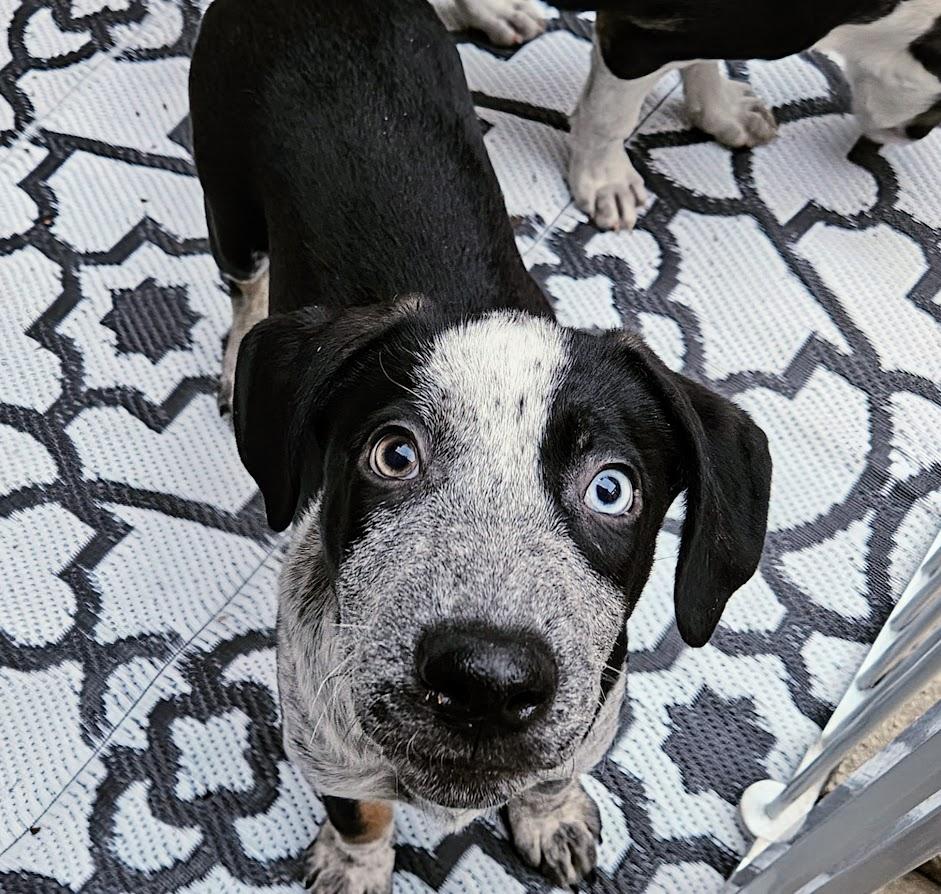 Silver (ADOPTED!)