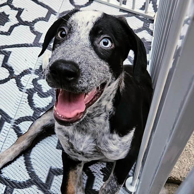 Enlarge Silver (ADOPTED!), a Adoptable mixed breed in Chicago, IL image 2/6