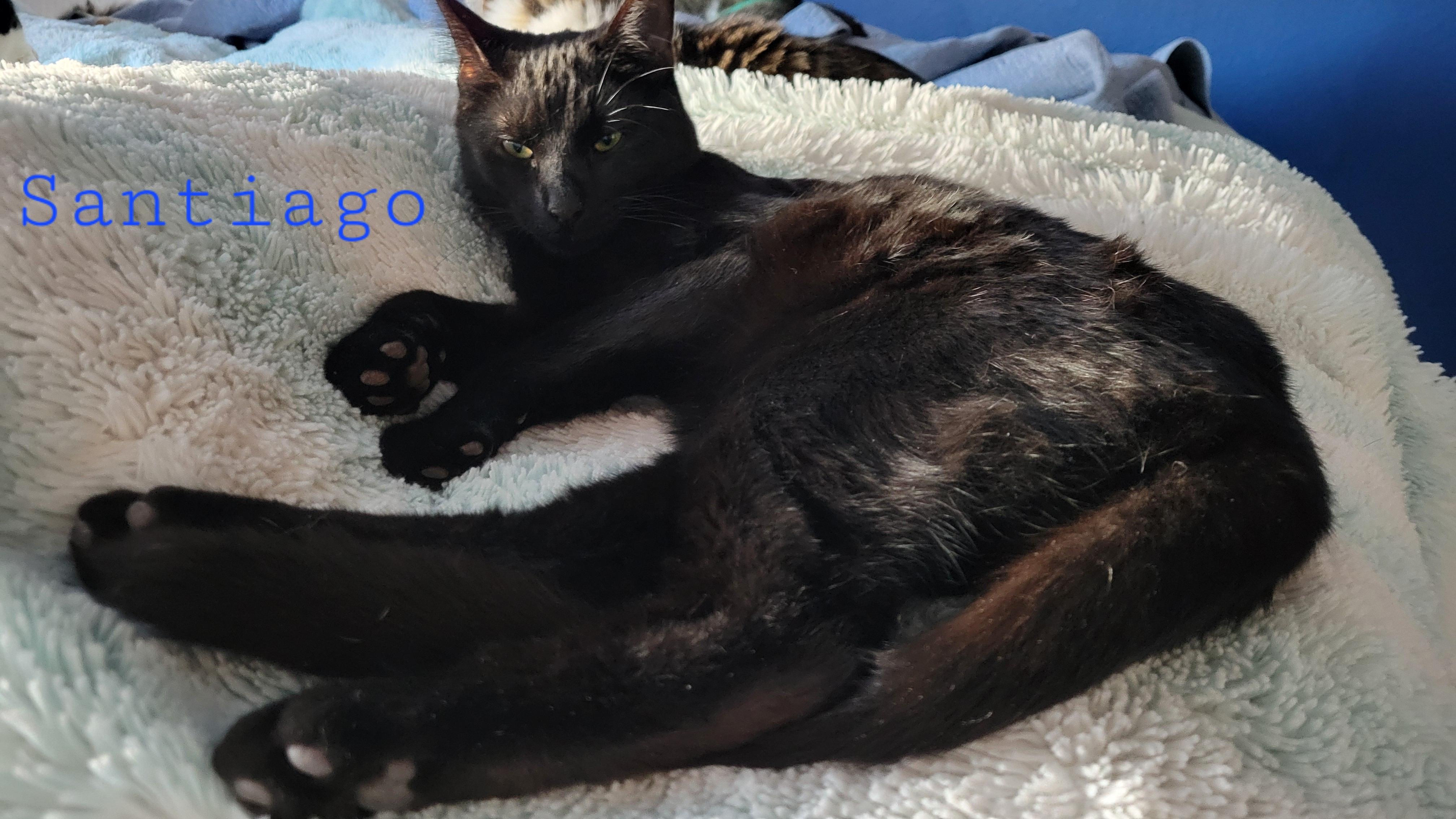 Santiago, Young Male Domestic Short Hair