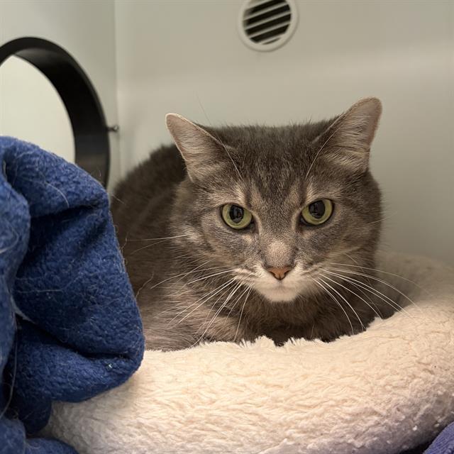 THEON, Adoptable, Adult Female Domestic Short Hair.