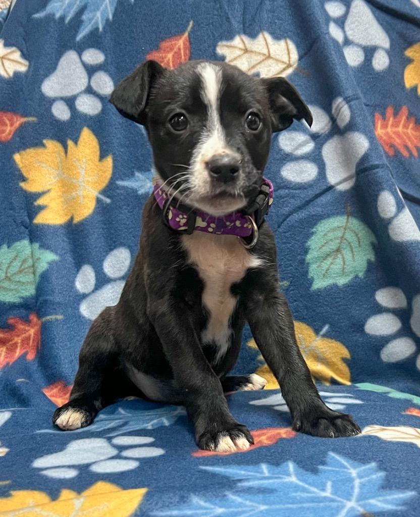 Lollipop, a Adopted mixed breed in Murray, KY image 1/3