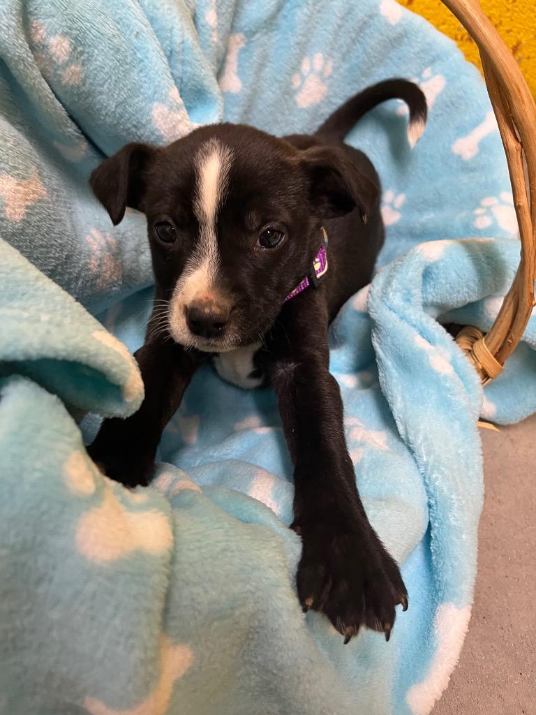 Lollipop, a Adopted mixed breed in Murray, KY image 3/3