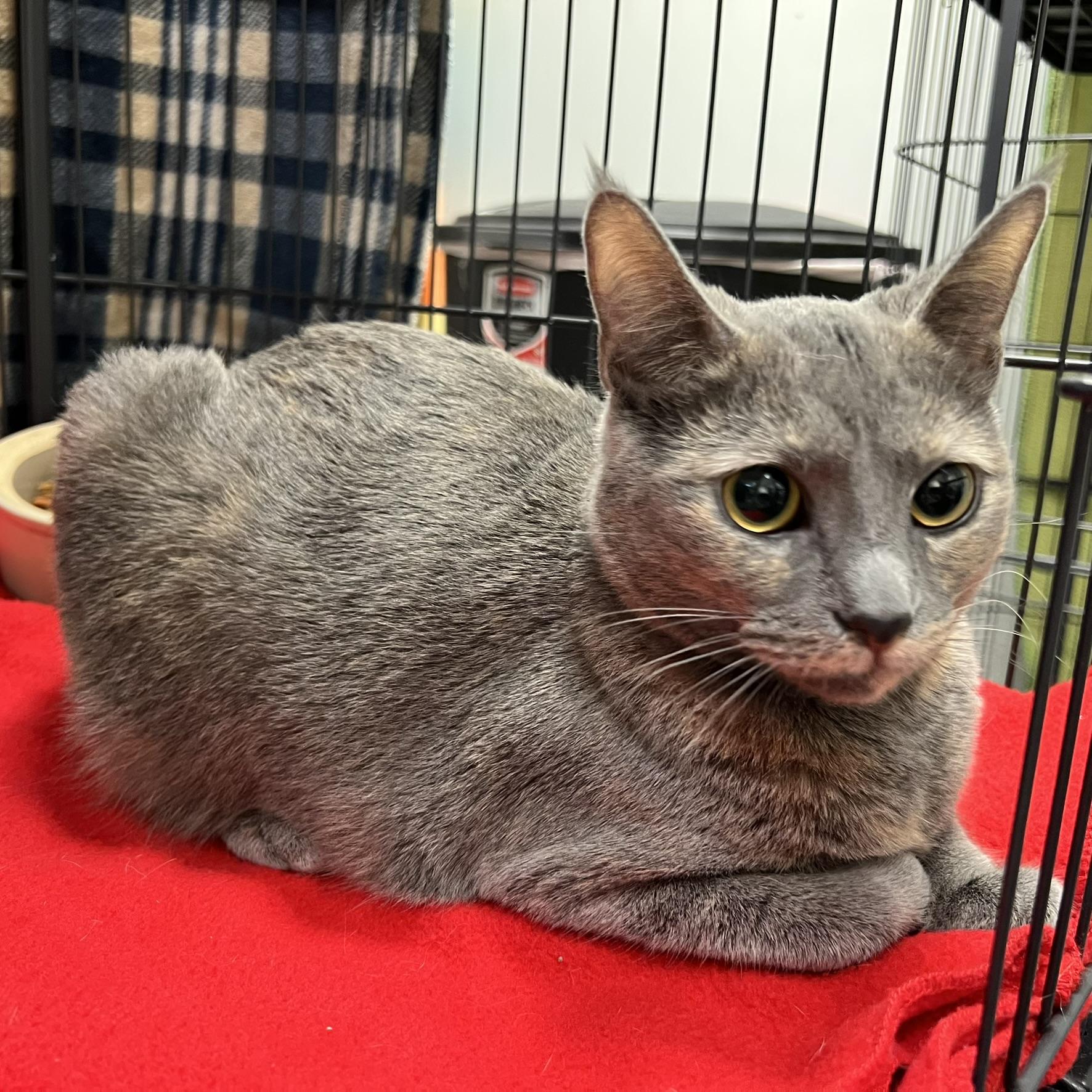 Ivy, Adoptable, Young Female Dilute Tortoiseshell.