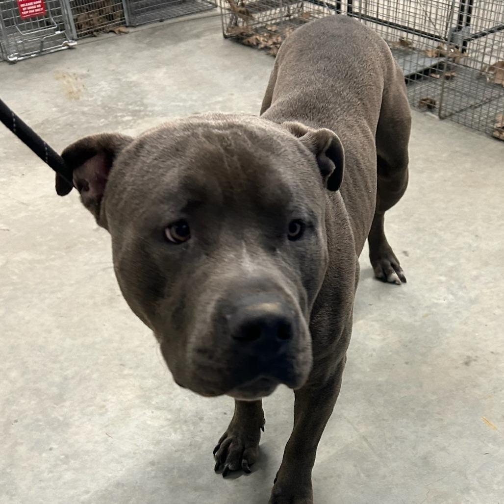 Enlarge Bowser, a Adoptable Pit Bull Terrier in Carlyle, IL image 1/1