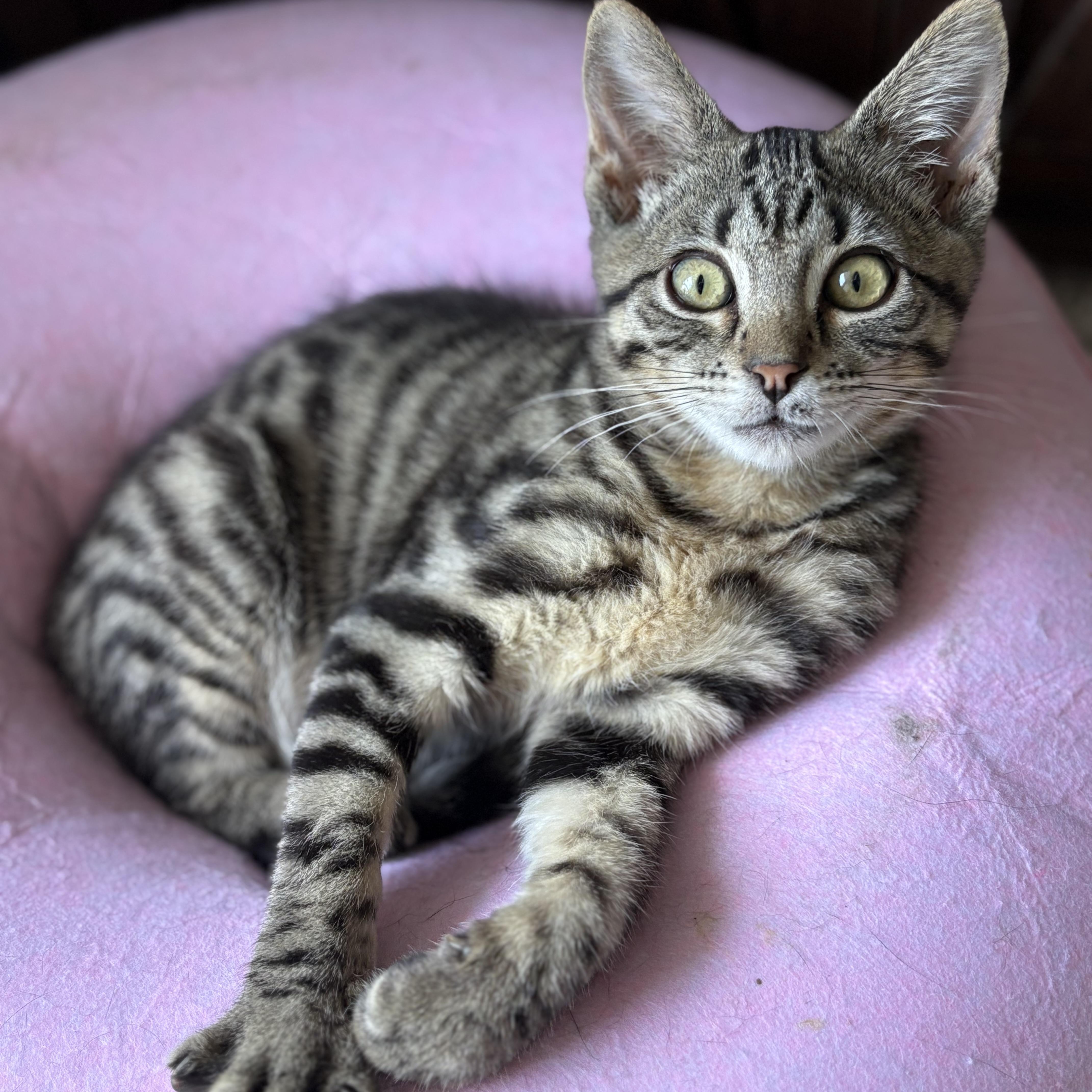 Lovable Lenny, adopted, Kitten Male Domestic Short Hair.