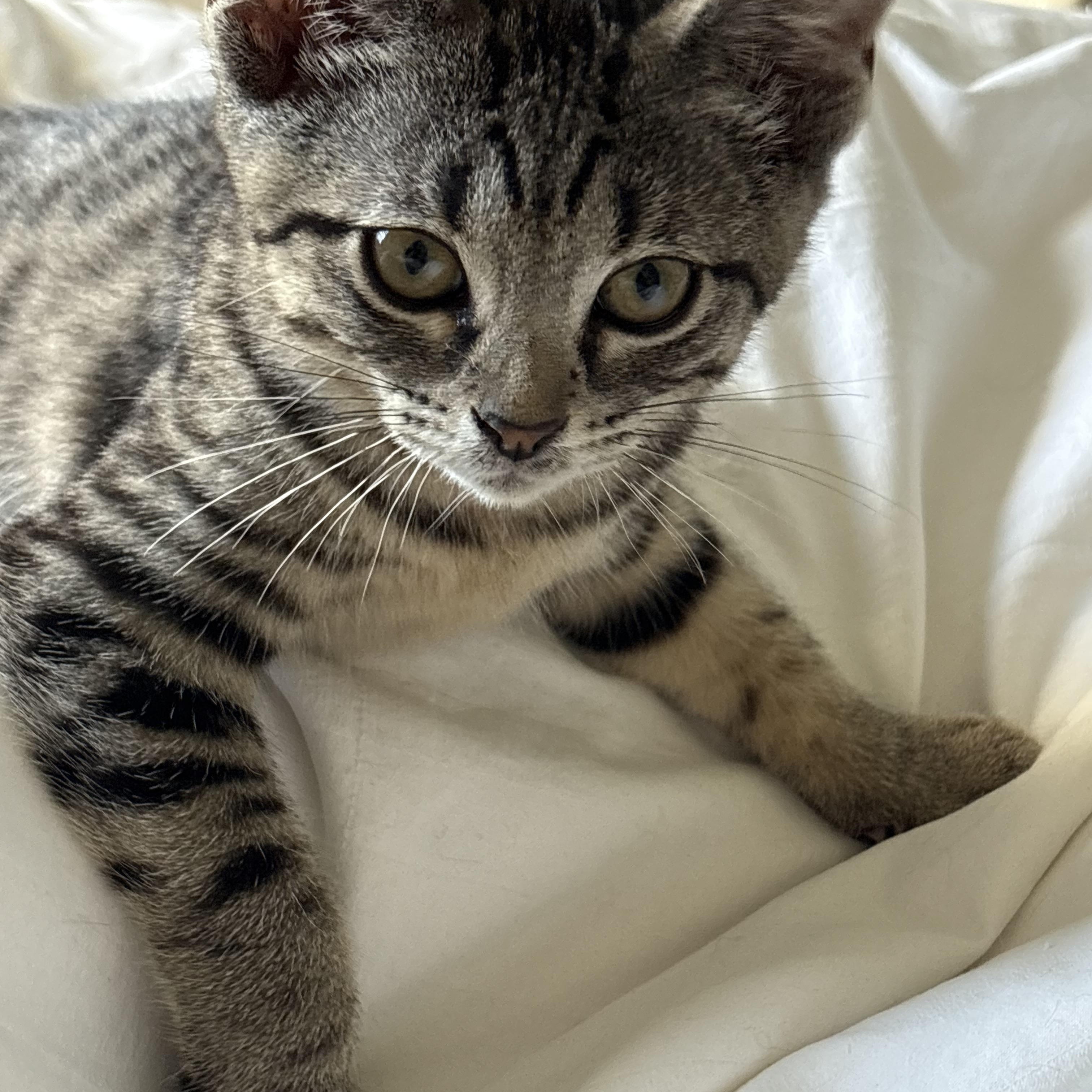 Lovable Lenny, an adopted mixed breed in colchester, CT image 4/5