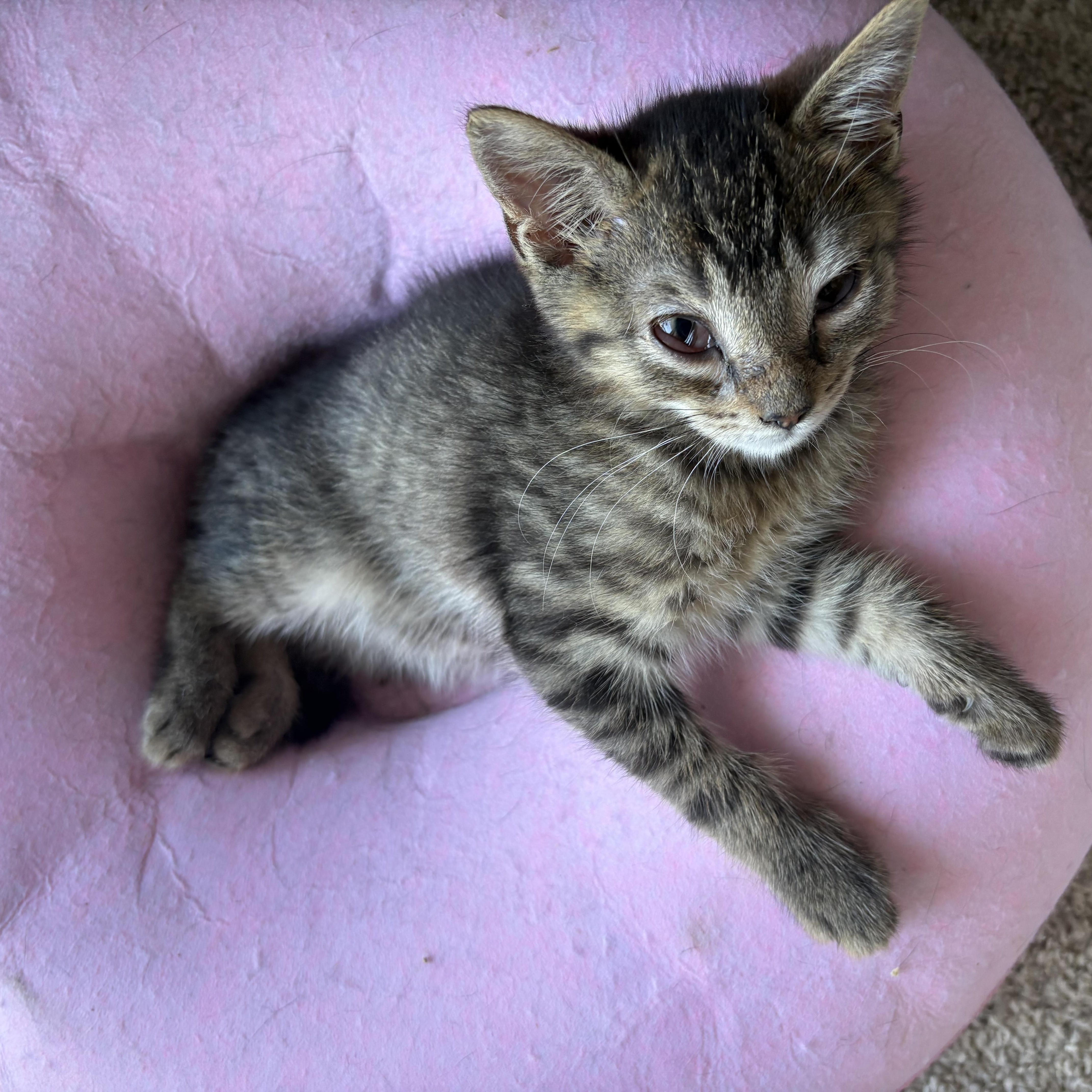 Lovable Lenny, an adopted mixed breed in colchester, CT image 5/5
