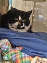 Enlarge Dax, a Adoptable Domestic Short Hair in Skowhegan, ME image 1/1