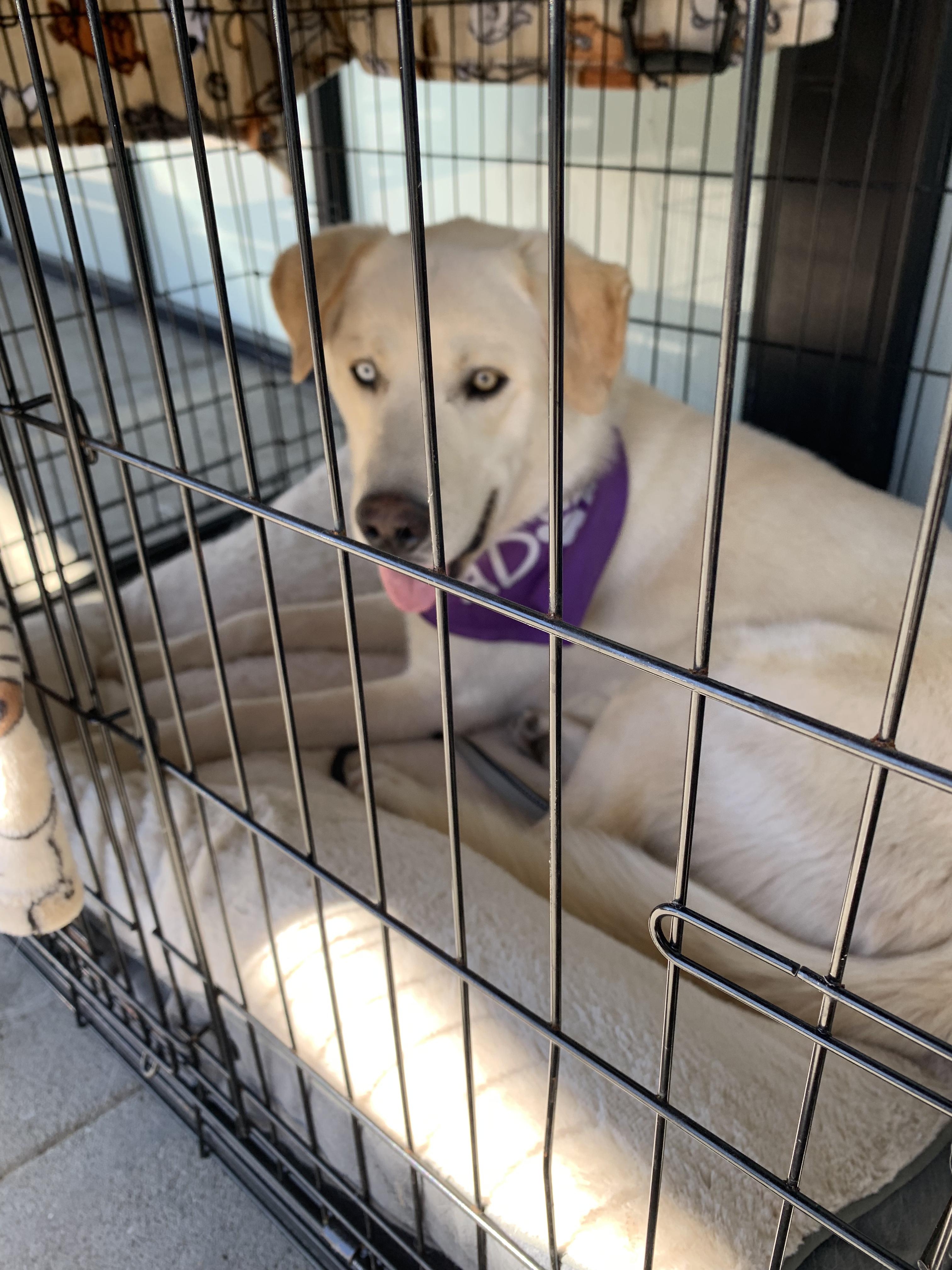 Enlarge Seamus, an adopted mixed breed in Grass Valley, CA image 6/6