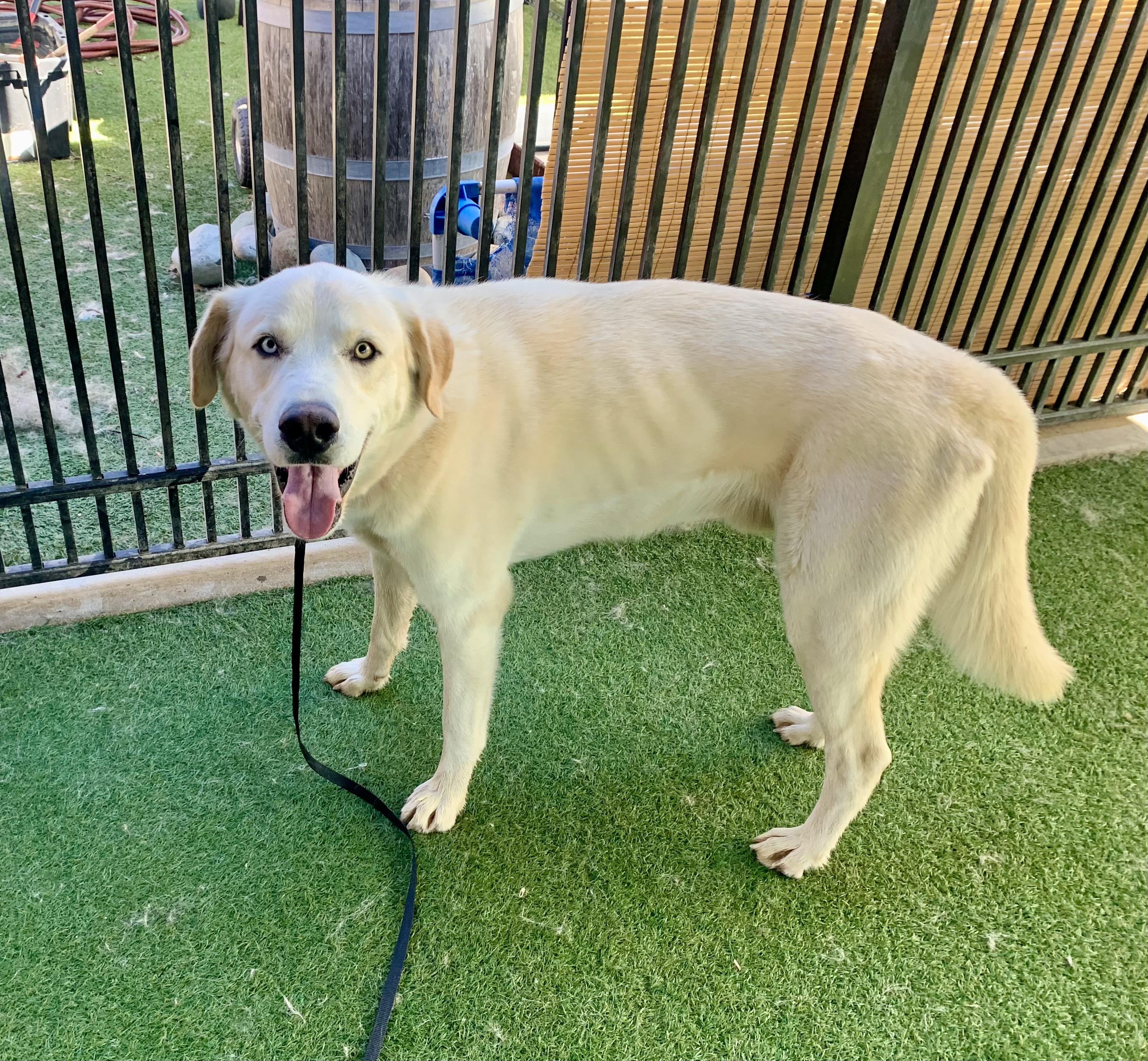 Enlarge Seamus, an adopted mixed breed in Grass Valley, CA image 2/6