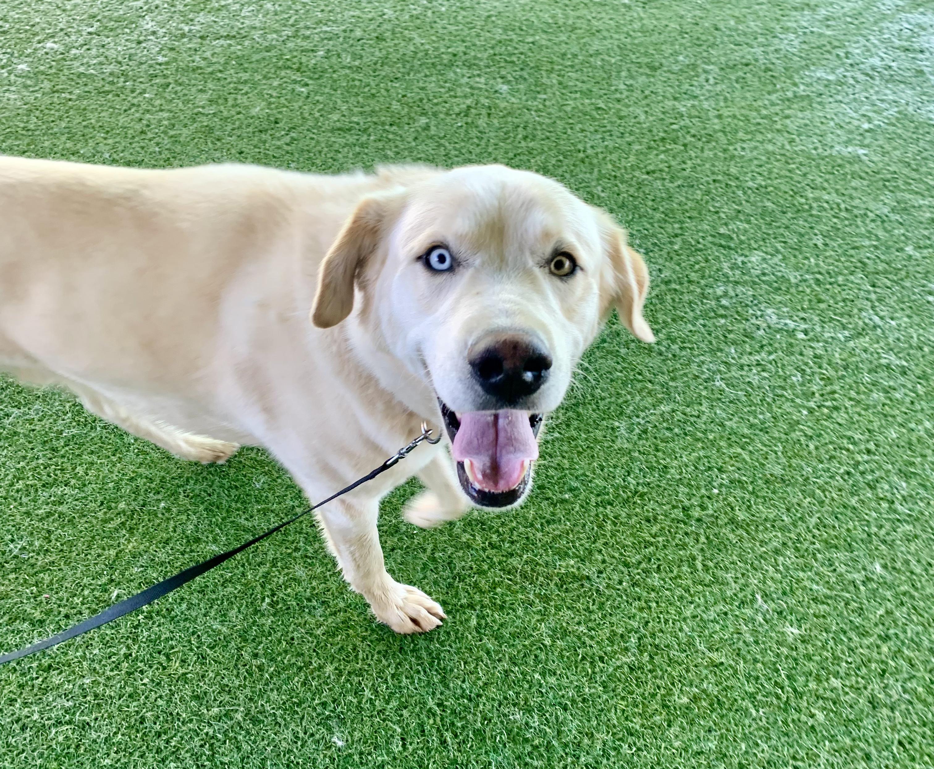 Enlarge Seamus, an adopted mixed breed in Grass Valley, CA image 3/6