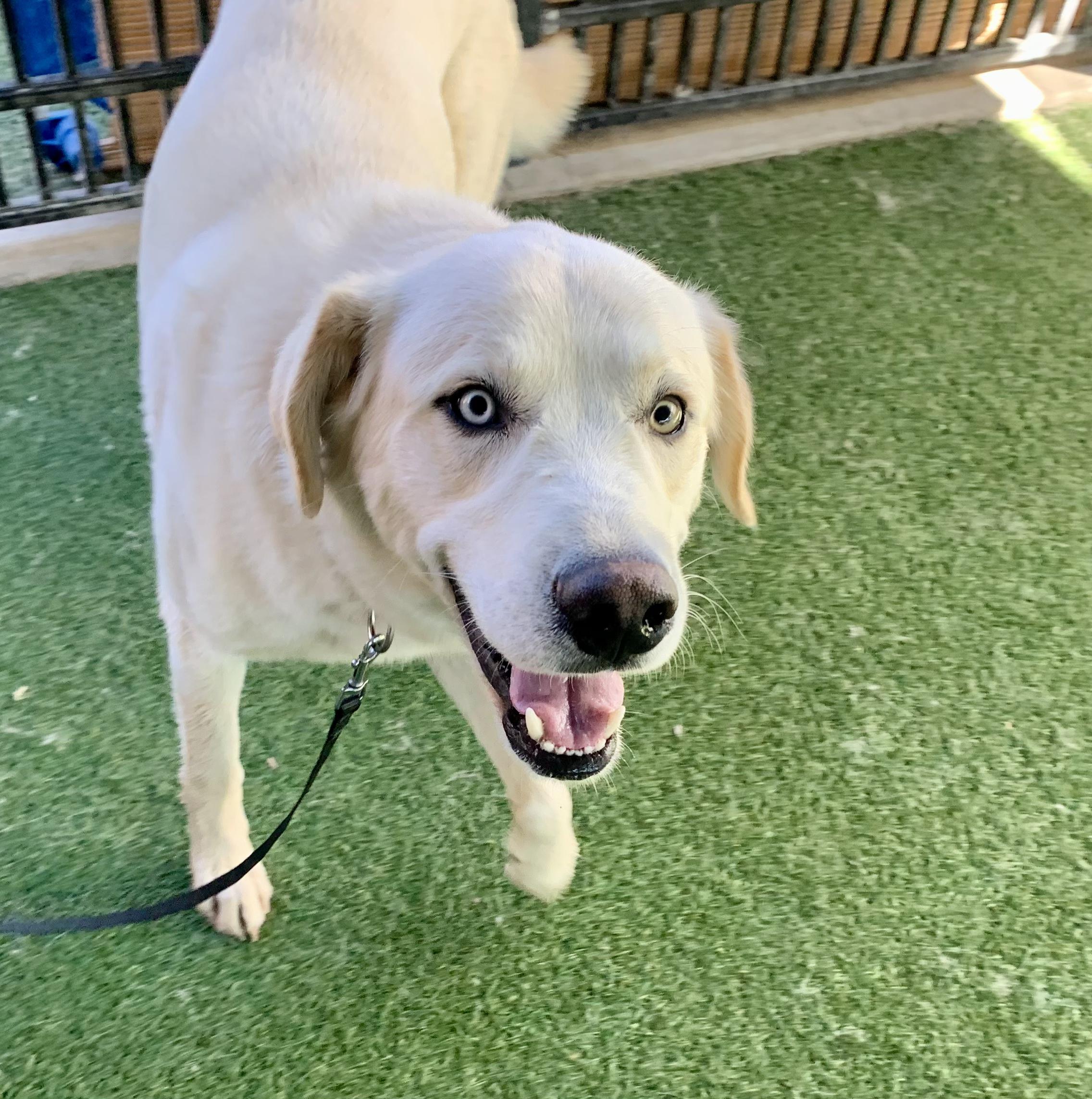 Enlarge Seamus, an adopted mixed breed in Grass Valley, CA image 4/6