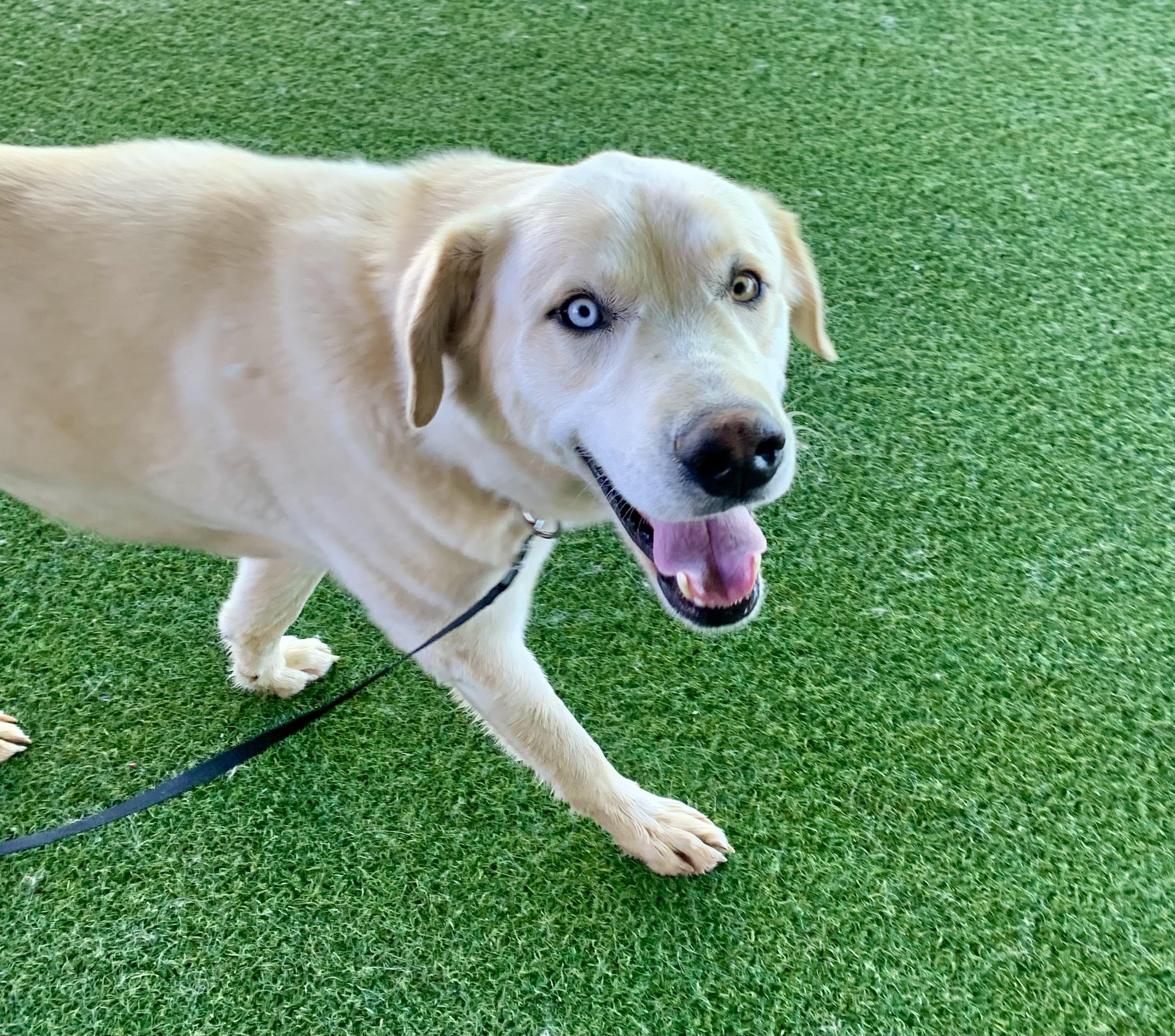 Seamus, adopted, Young Male Anatolian Shepherd & Husky.