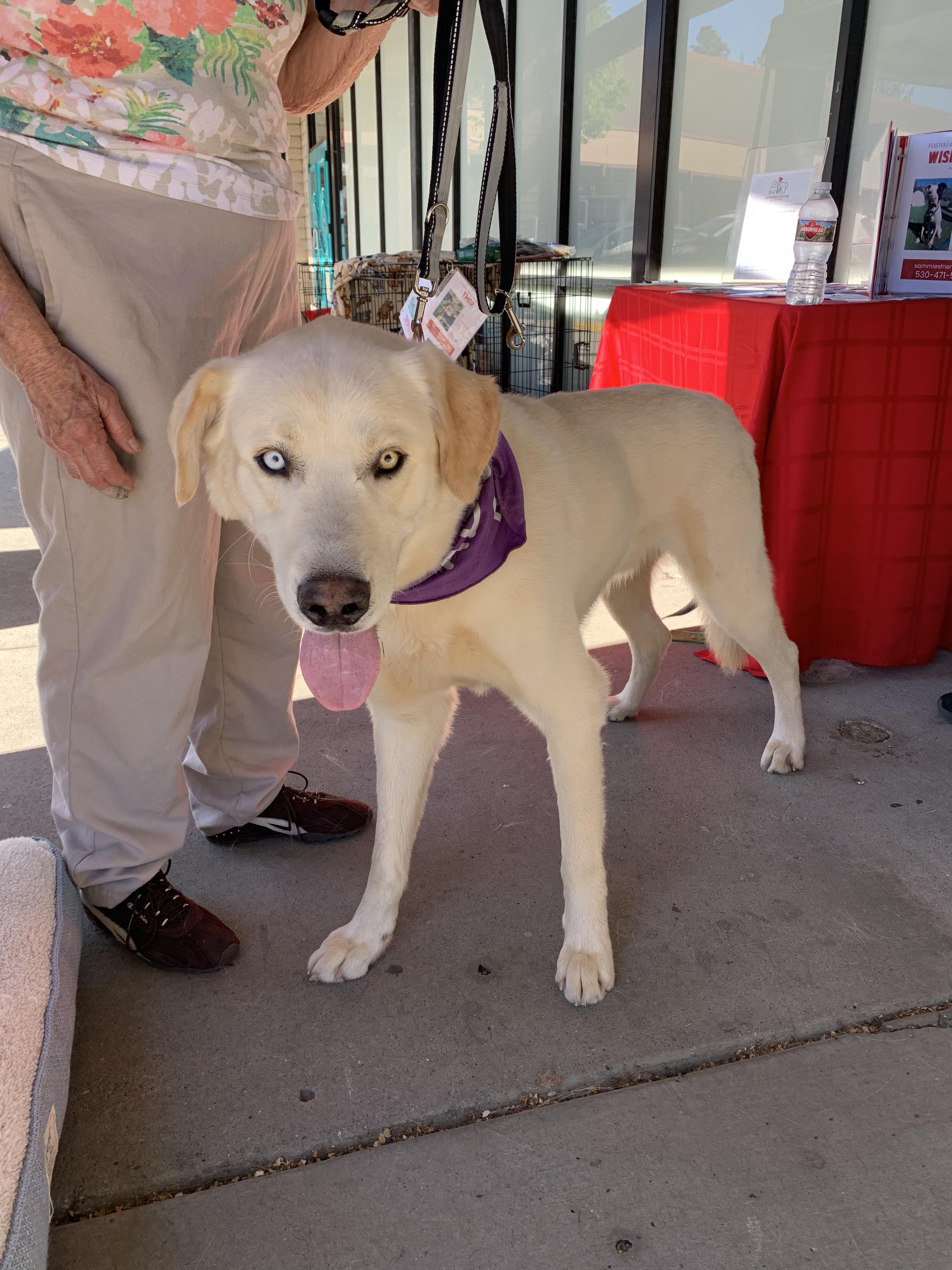 Enlarge Seamus, an adopted mixed breed in Grass Valley, CA image 5/6