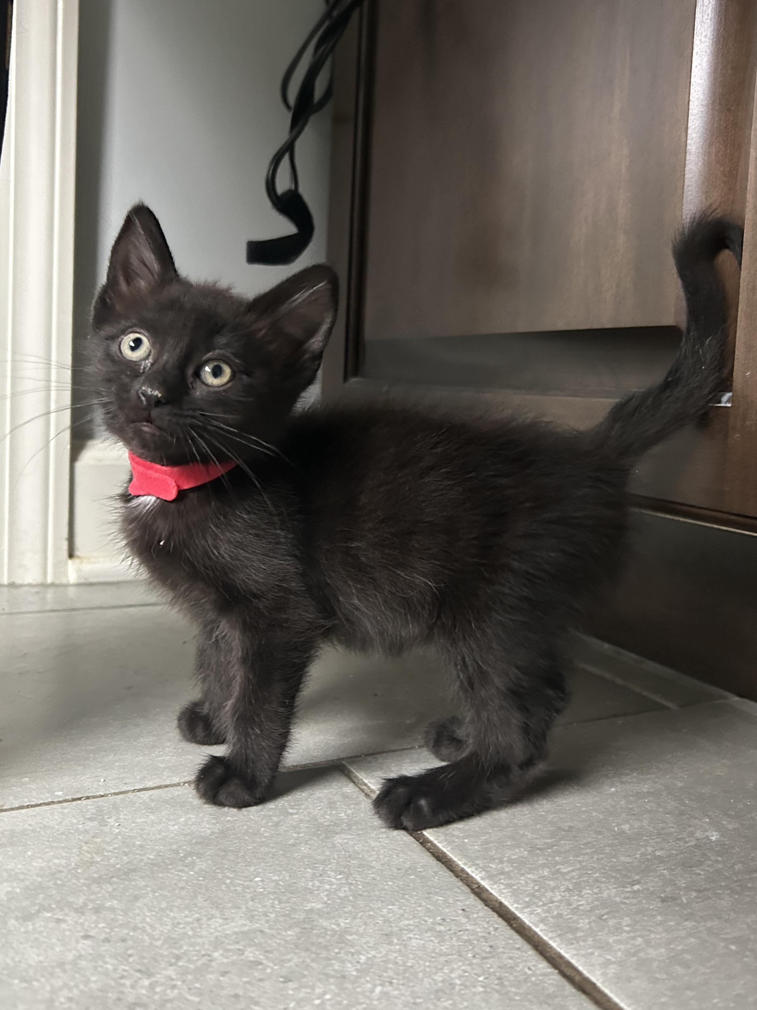 Enlarge Robin, an adopted Domestic Short Hair in Wheeling, IL image 1/3