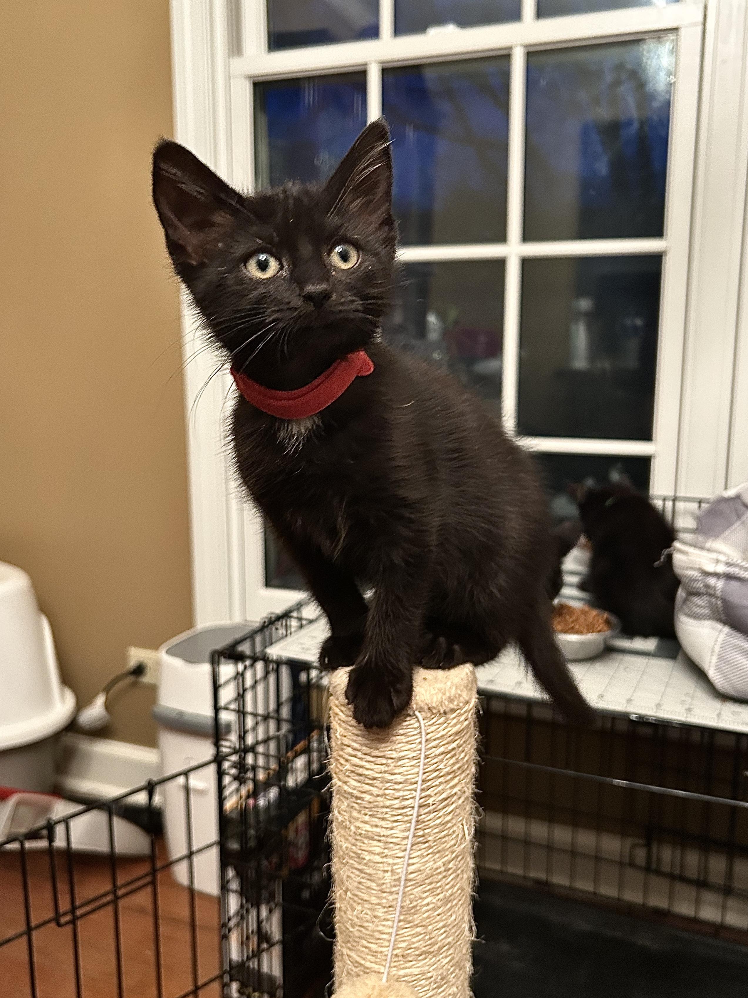 Enlarge Robin, an adopted Domestic Short Hair in Wheeling, IL image 2/3