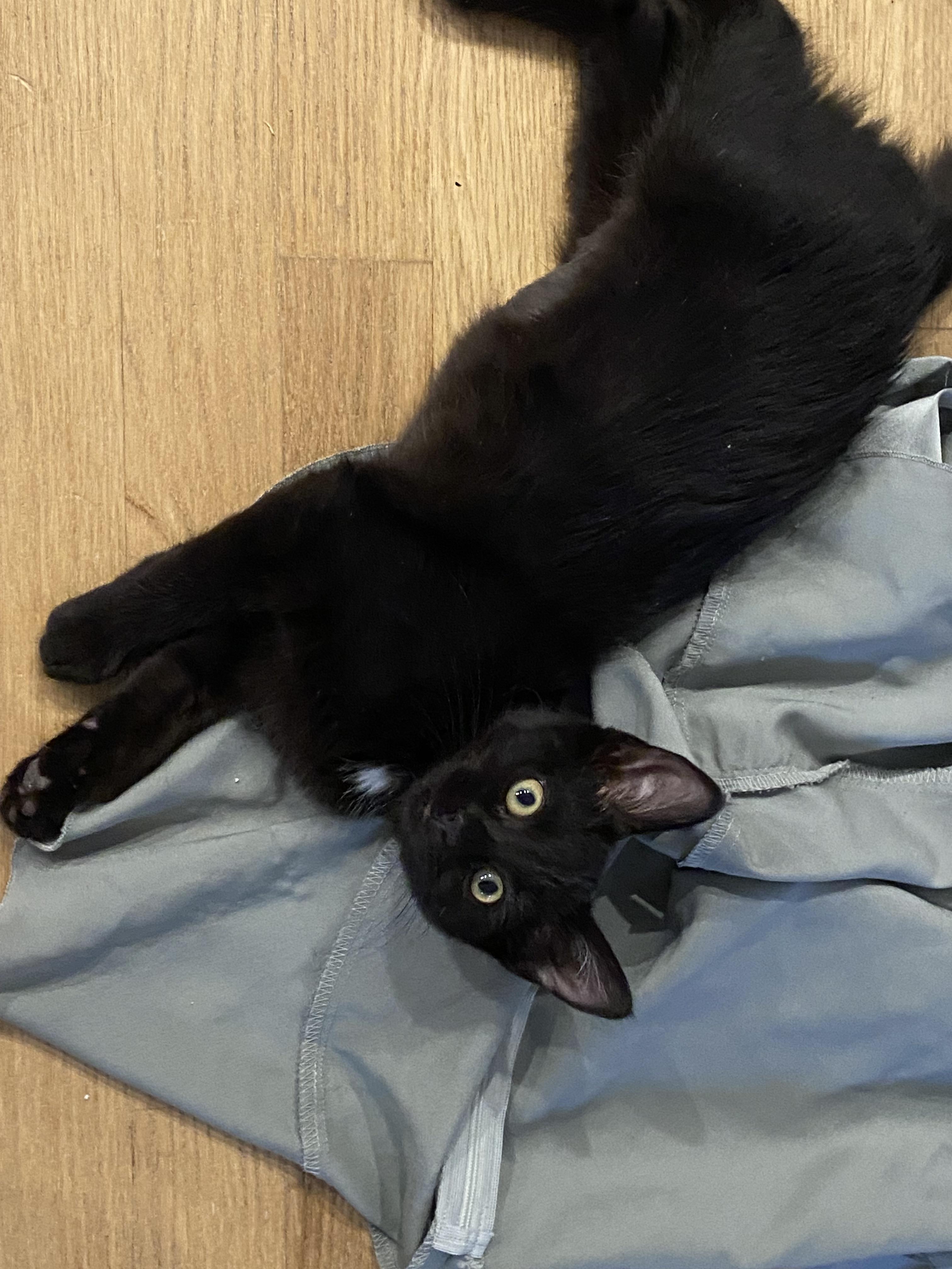 Enlarge Robin, an adopted Domestic Short Hair in Wheeling, IL image 3/3