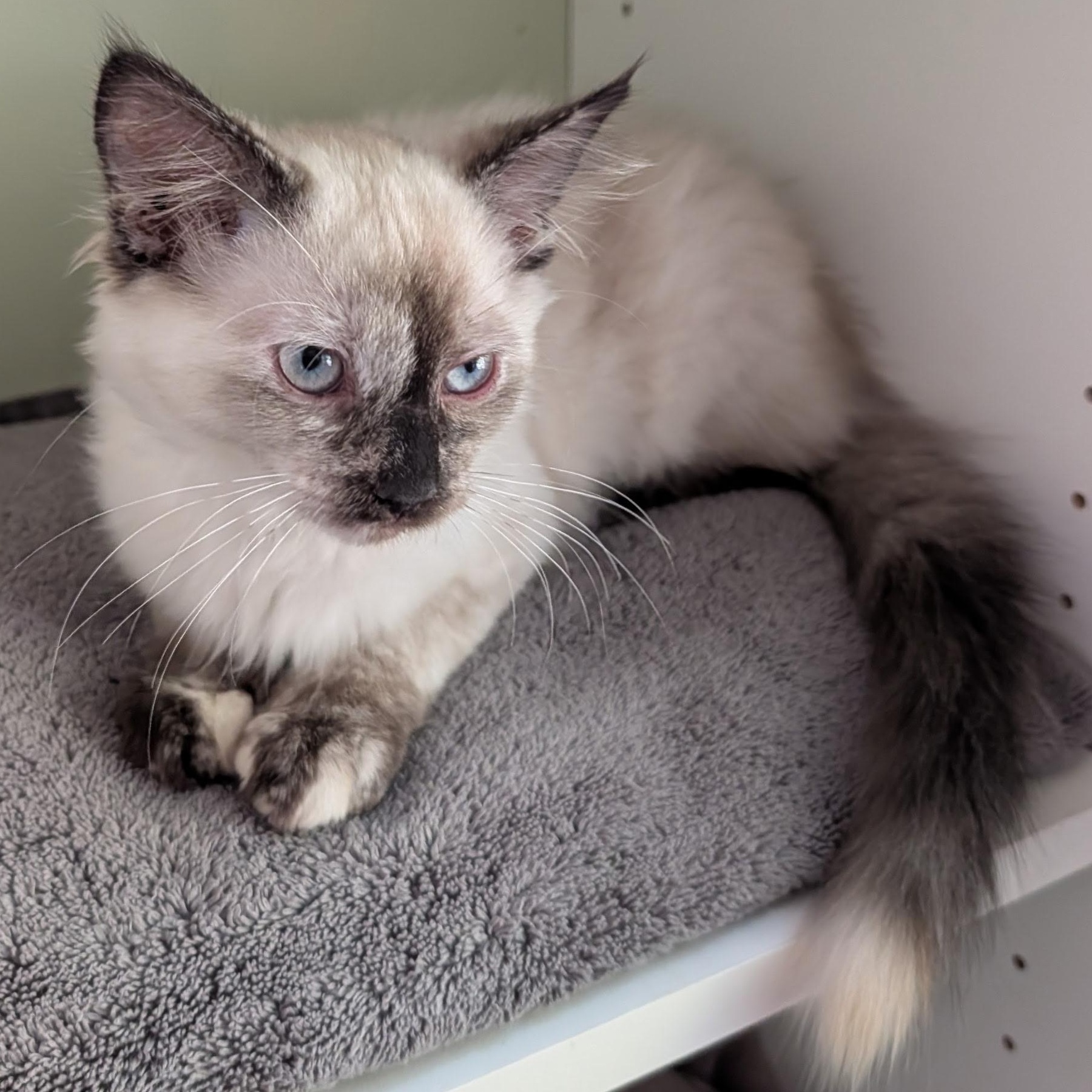 Mercedes, a ADOPTABLE Siamese in Huntington, MA image 1/6