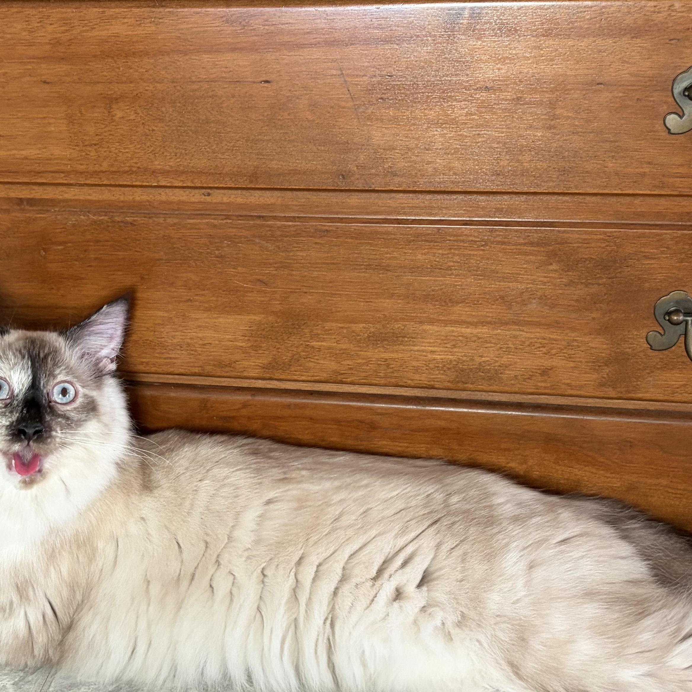 Enlarge Mercedes, a Adoptable Siamese in Huntington, MA image 5/6