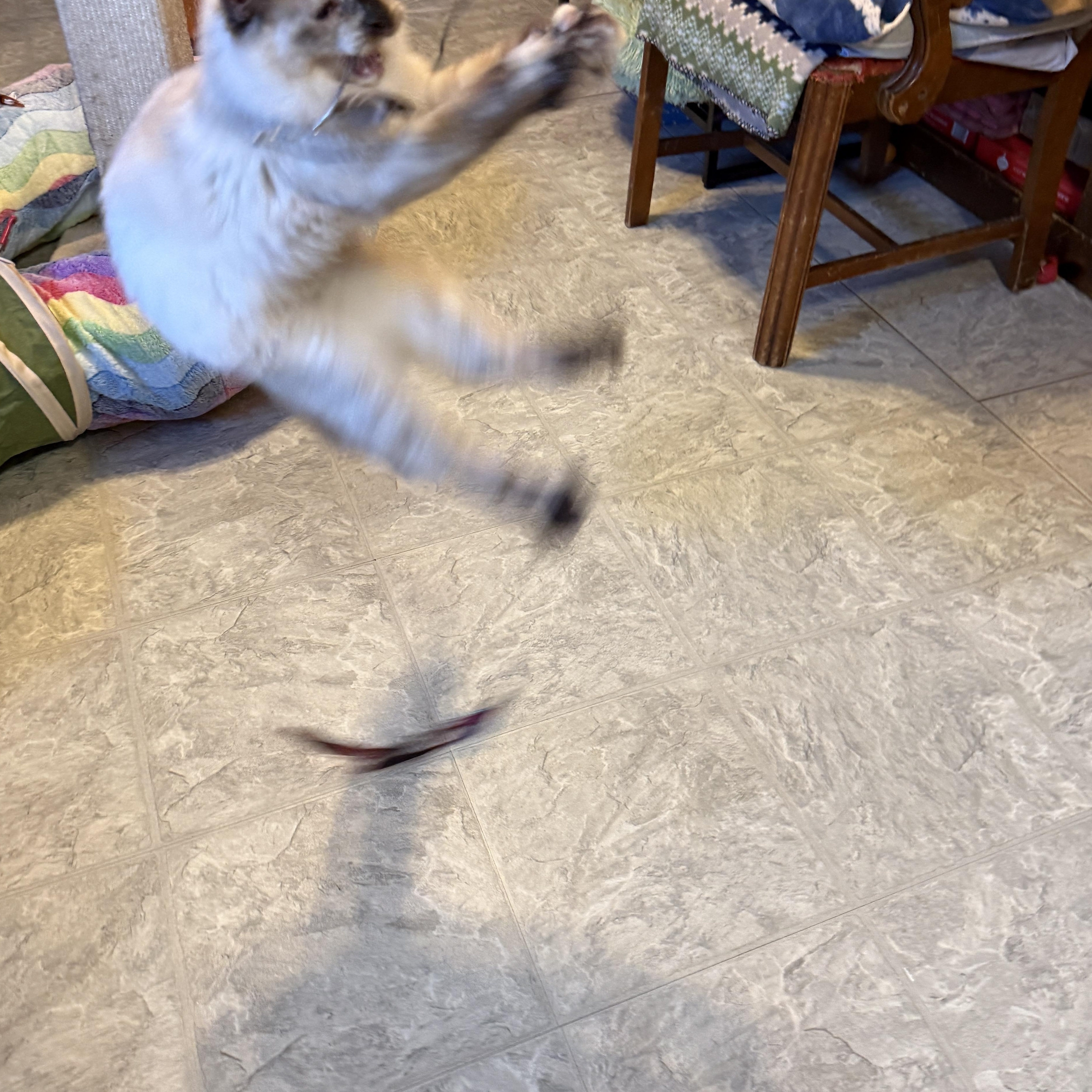 Enlarge Mercedes, a Adoptable Siamese in Huntington, MA image 3/6
