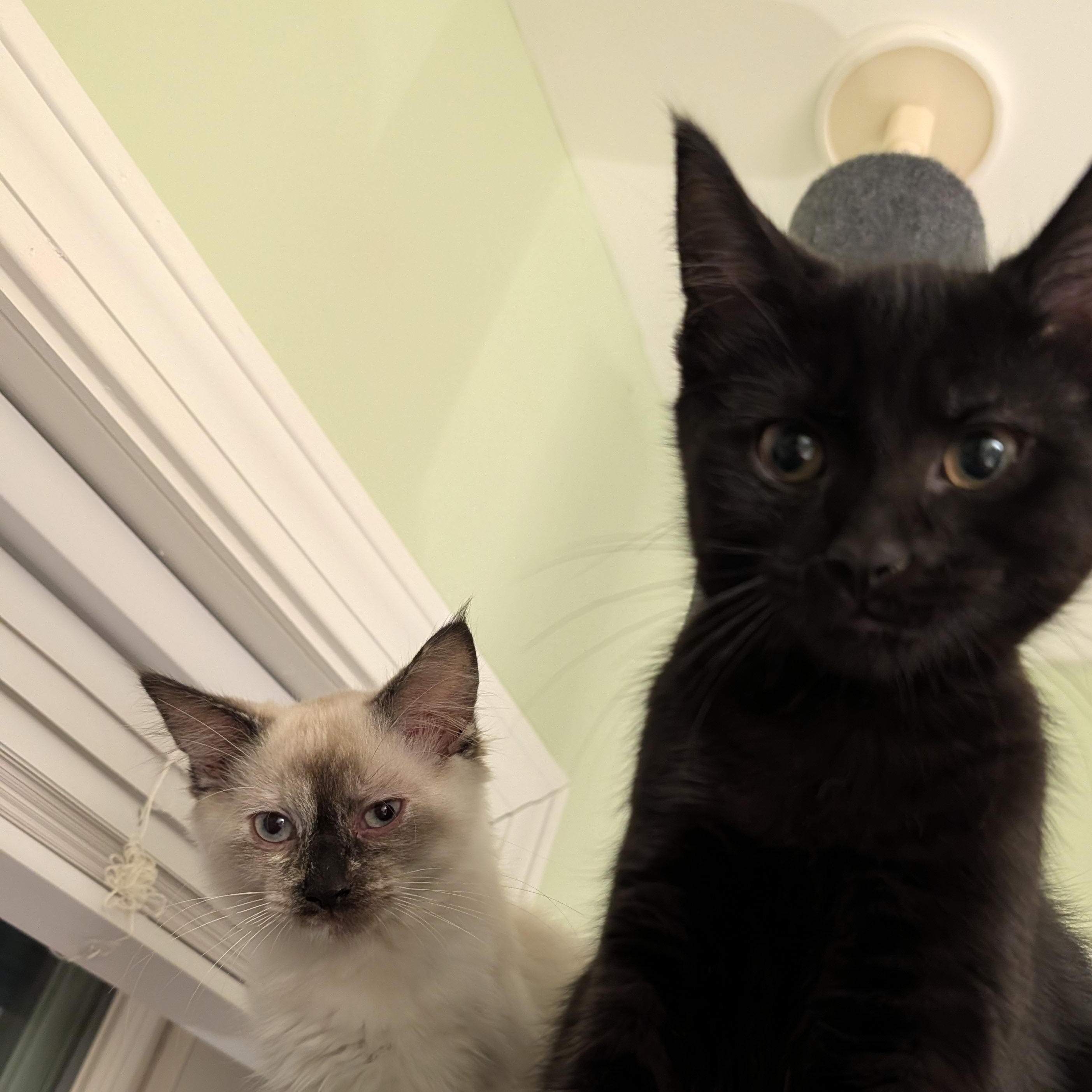 Mercedes, a ADOPTABLE Siamese in Huntington, MA image 2/6