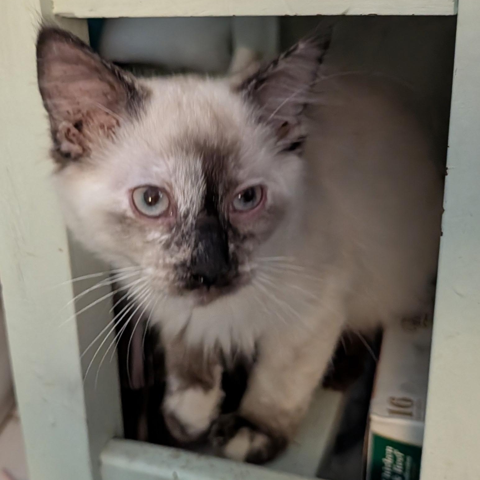 Mercedes, a ADOPTABLE Siamese in Huntington, MA image 6/6
