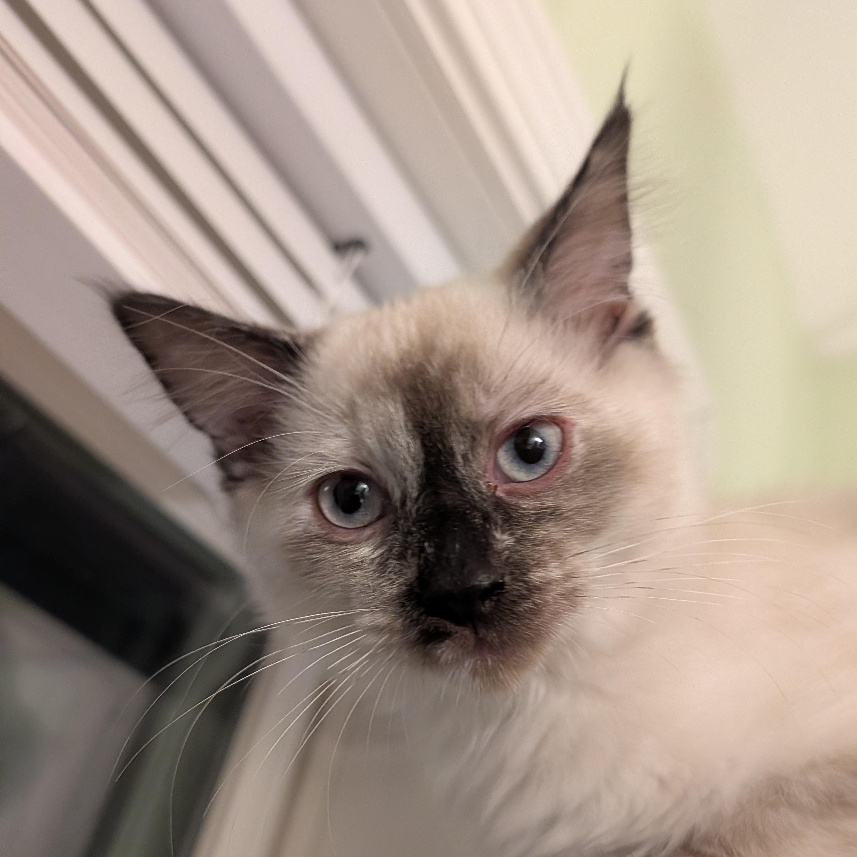 Mercedes, a ADOPTABLE Siamese in Huntington, MA image 3/6