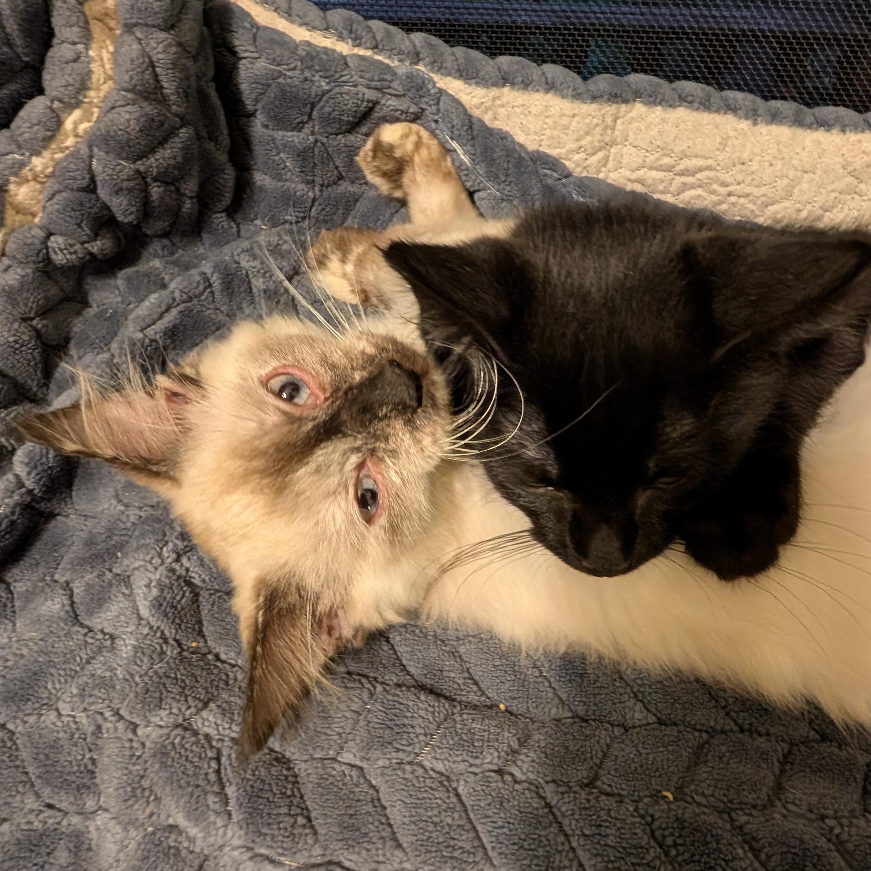 Mercedes, a ADOPTABLE Siamese in Huntington, MA image 4/6