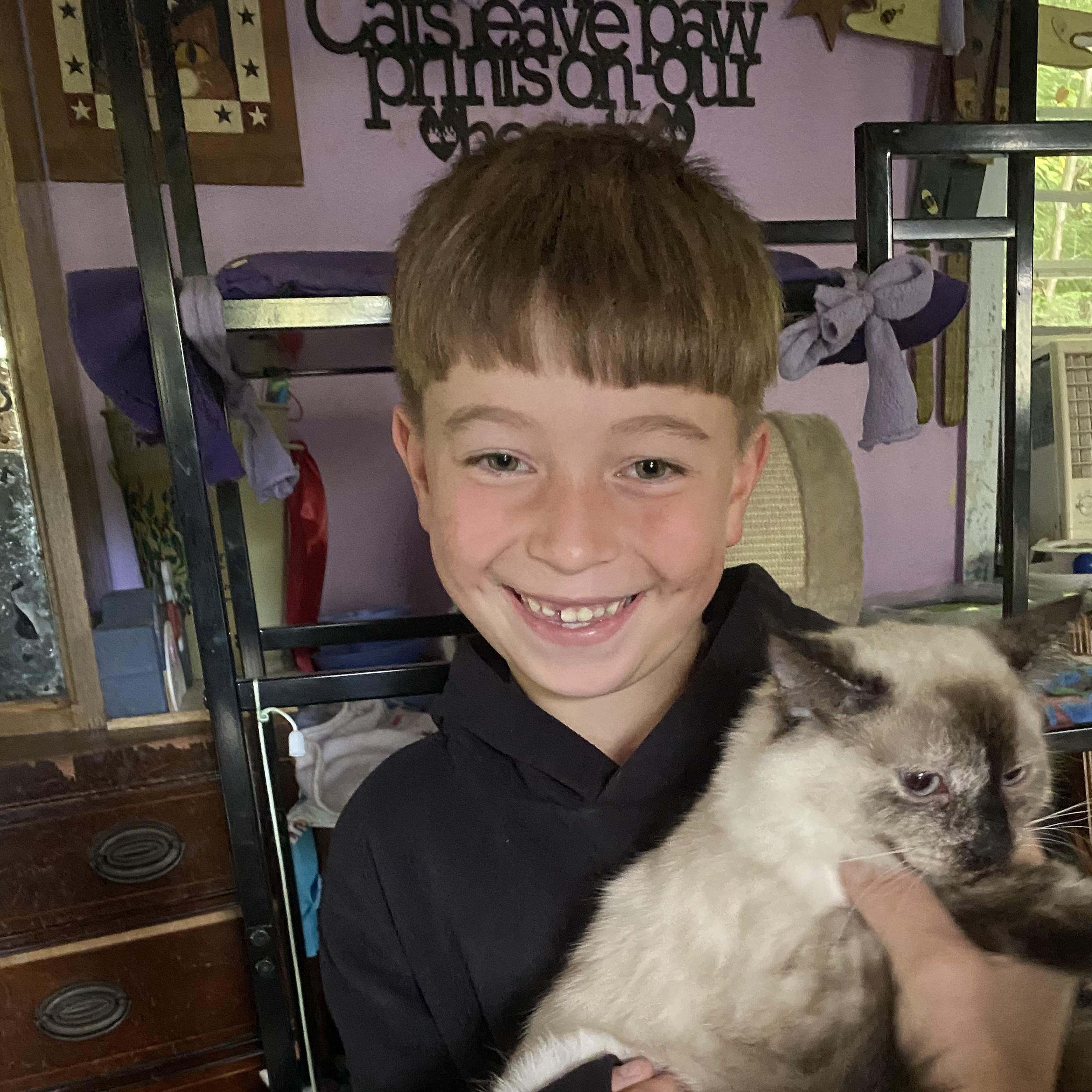 Enlarge Mercedes, a Adoptable Siamese in Huntington, MA image 2/6
