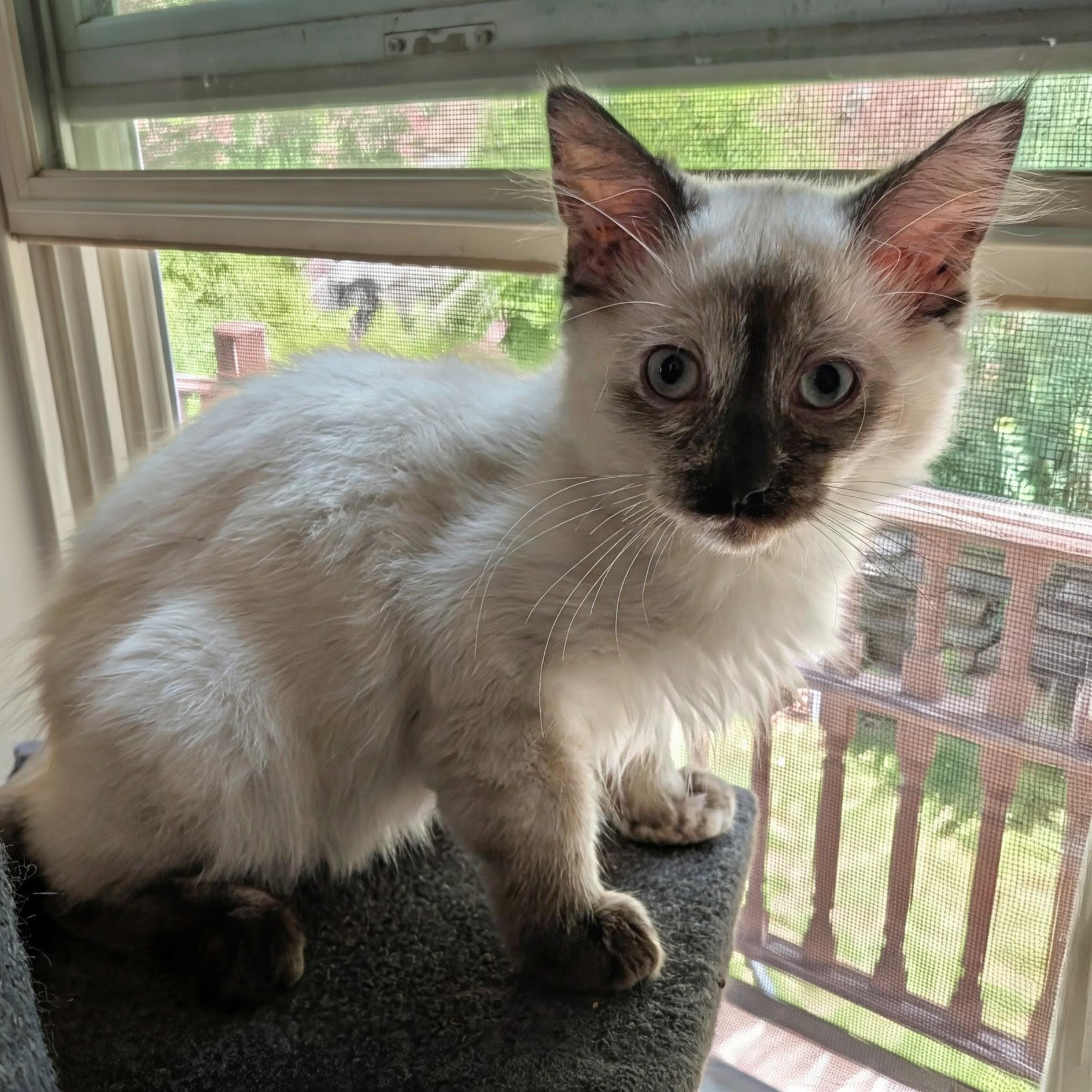 Mercedes, a ADOPTABLE Siamese in Huntington, MA image 5/6