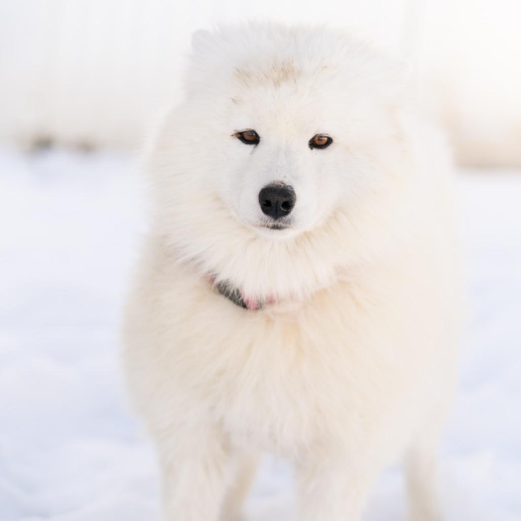 Enlarge Anne, a ADOPTABLE Samoyed in Zionsville, IN image 1/1