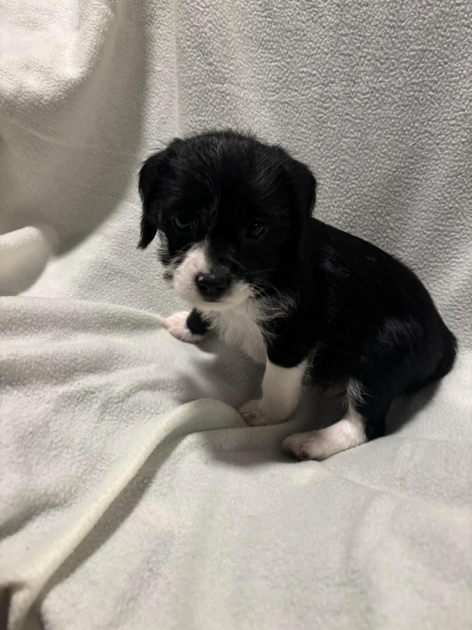 Enlarge Honey, a Adopted mixed breed in Warsaw, IN image 1/1