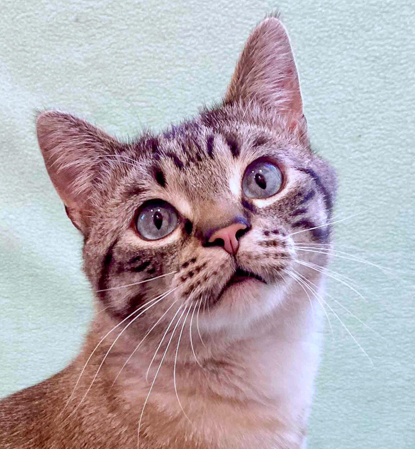 Romeo, ADOPTABLE, Young Male Siamese & Domestic Short Hair.