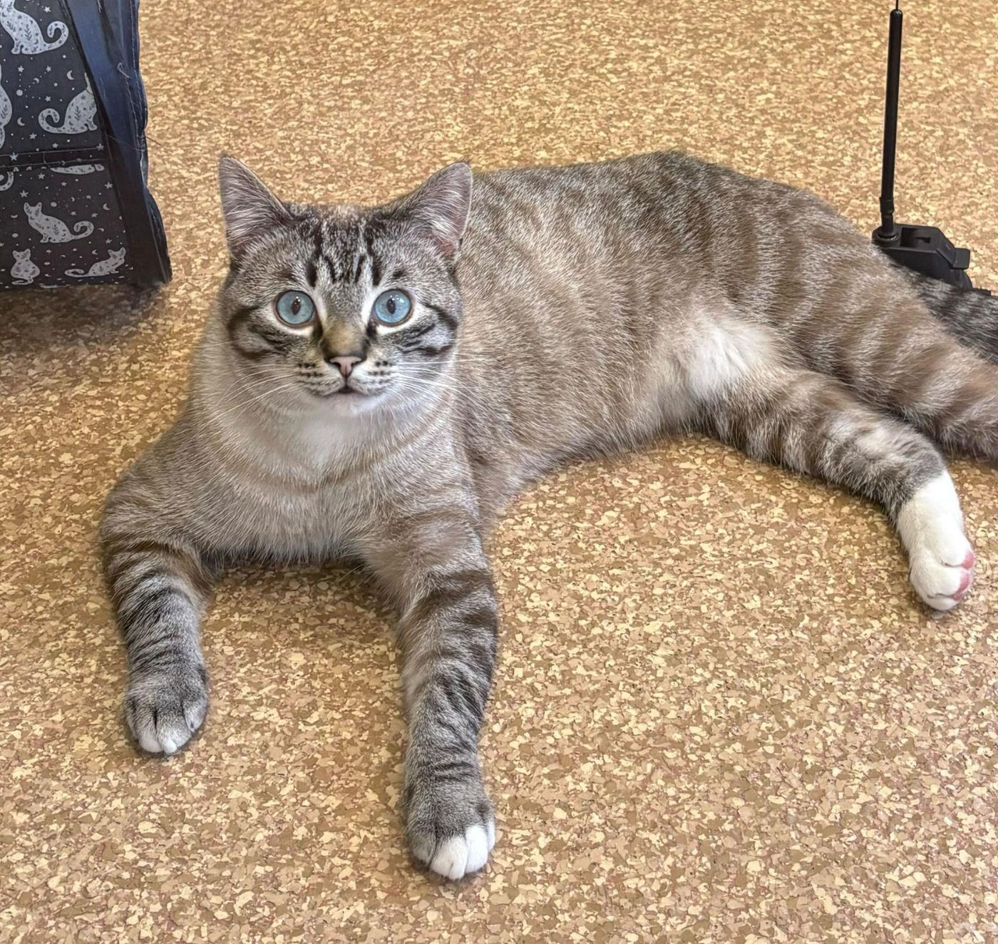 Romeo, a ADOPTABLE mixed breed in Manitou Springs, CO image 6/6